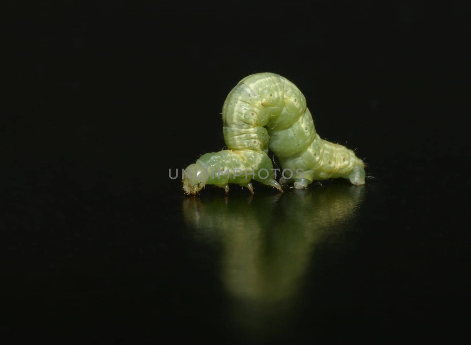 The caterpillar was just about 1 cm long. I took it with my 90s Tamron macro