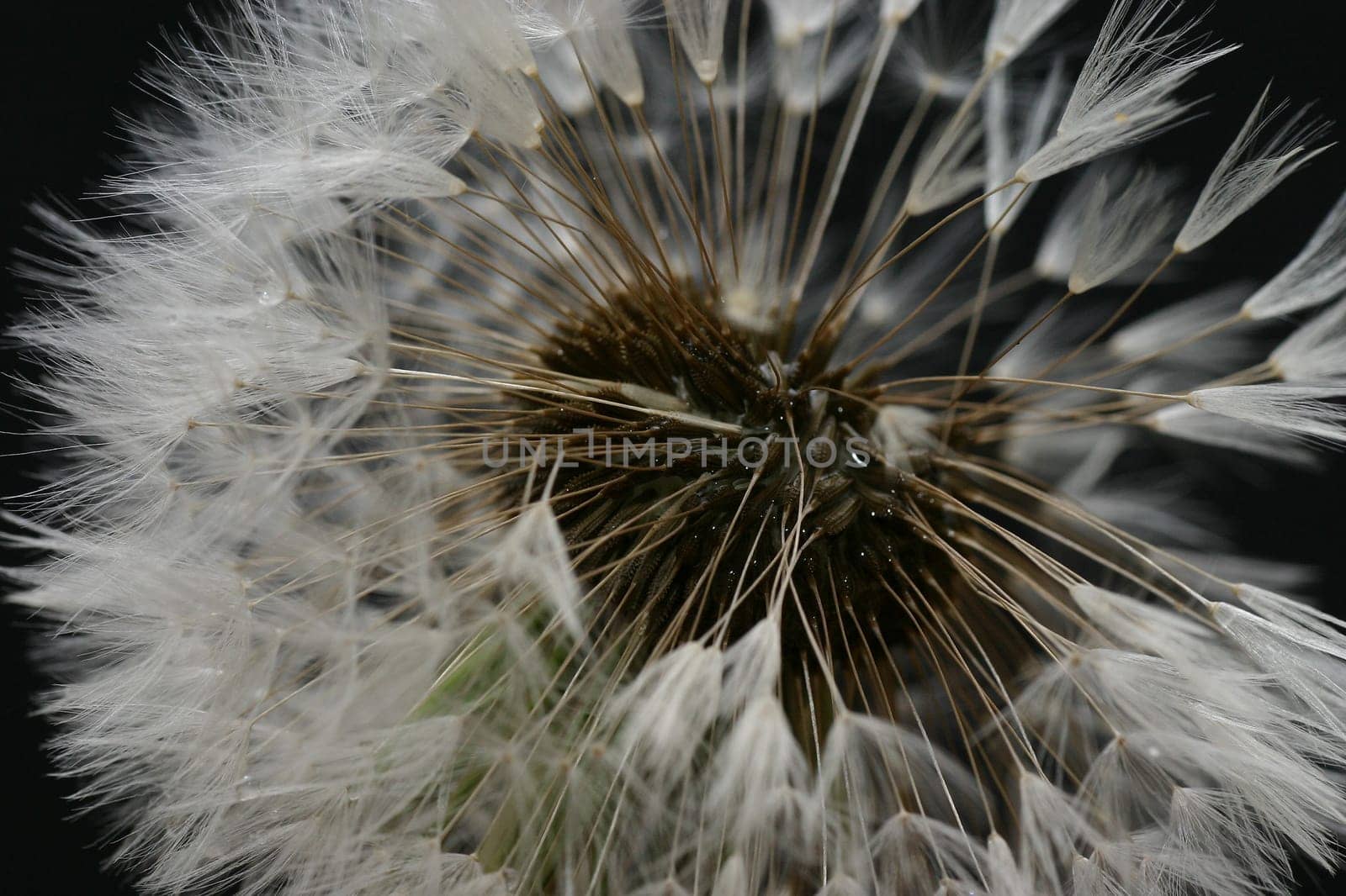 Wet dandelion