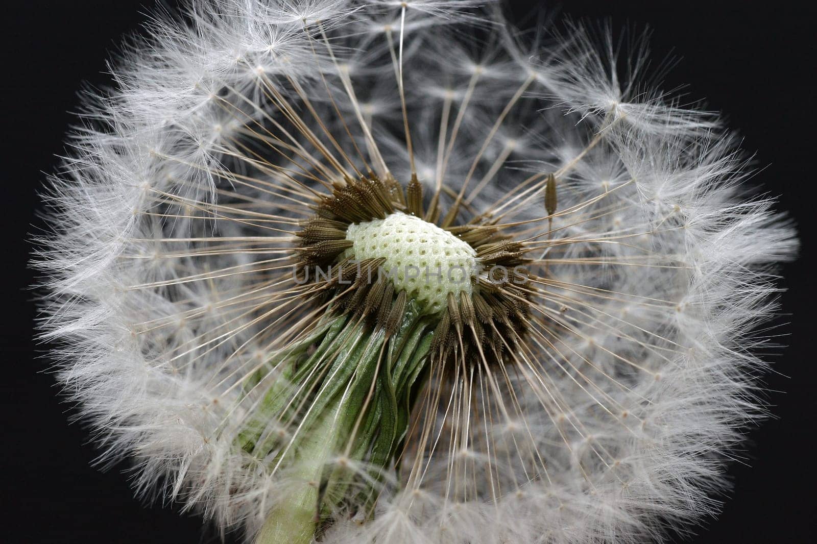Dandelion