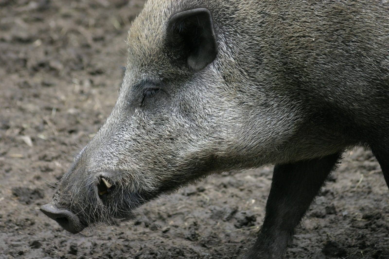 Portrait of a wild boar