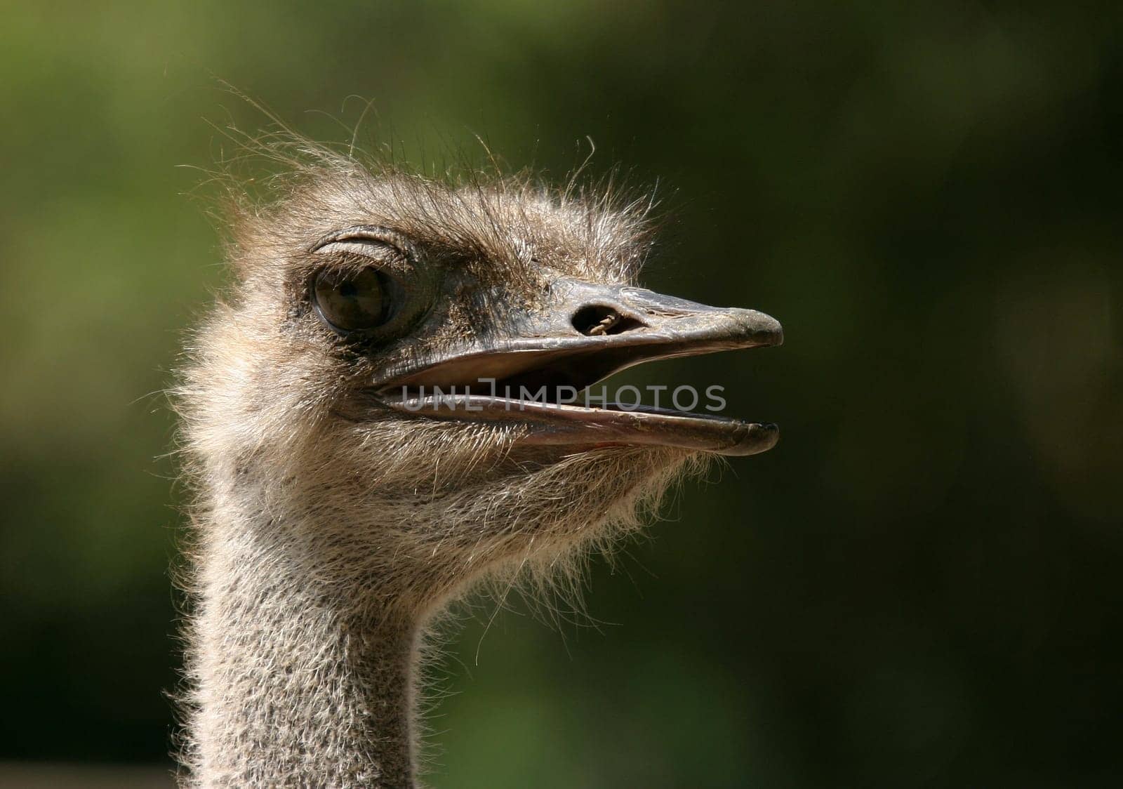 This is one of the first pictures with the Sigma 50 - 500 EX APO - just a strong part!