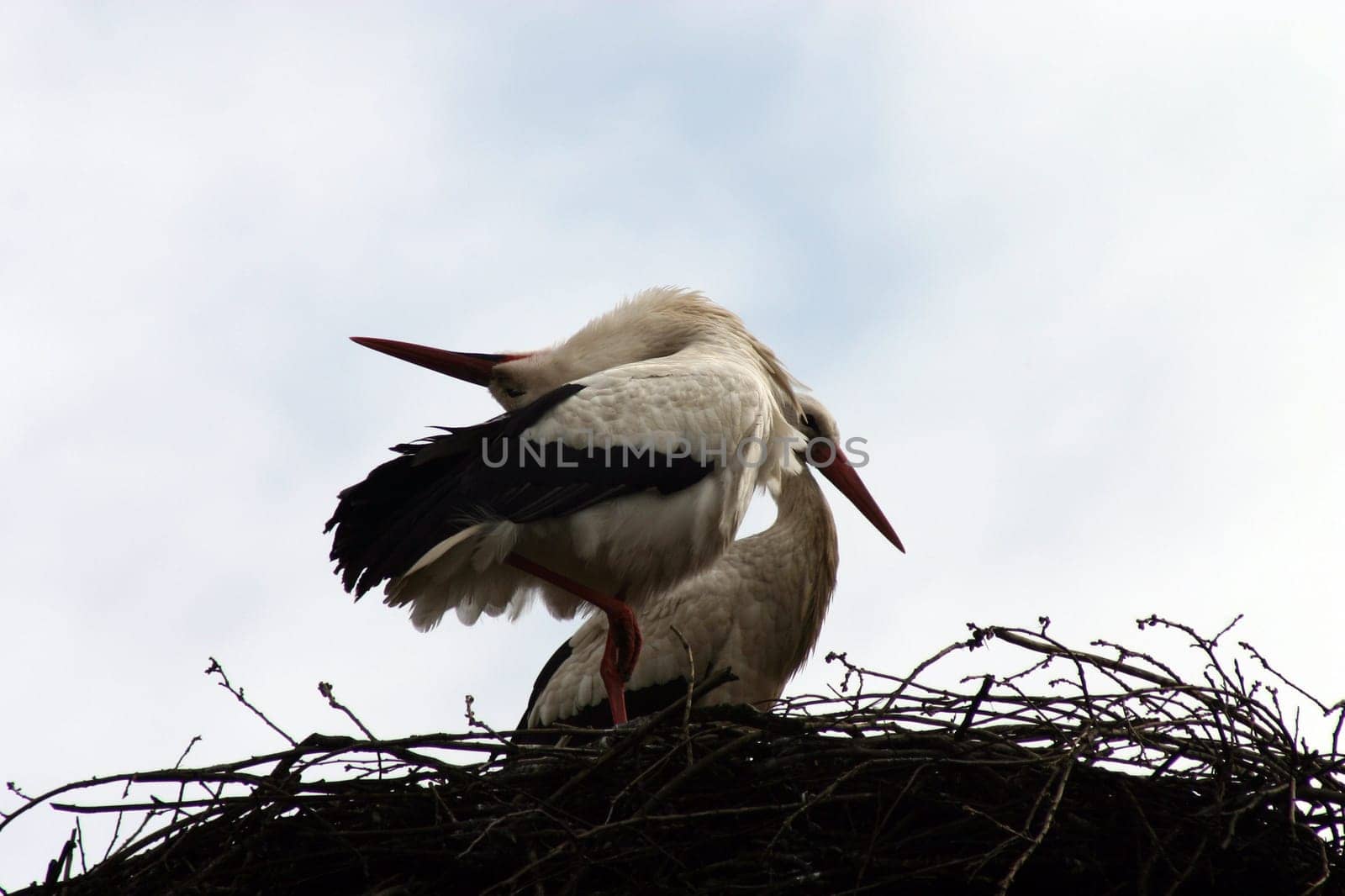 rattle stork