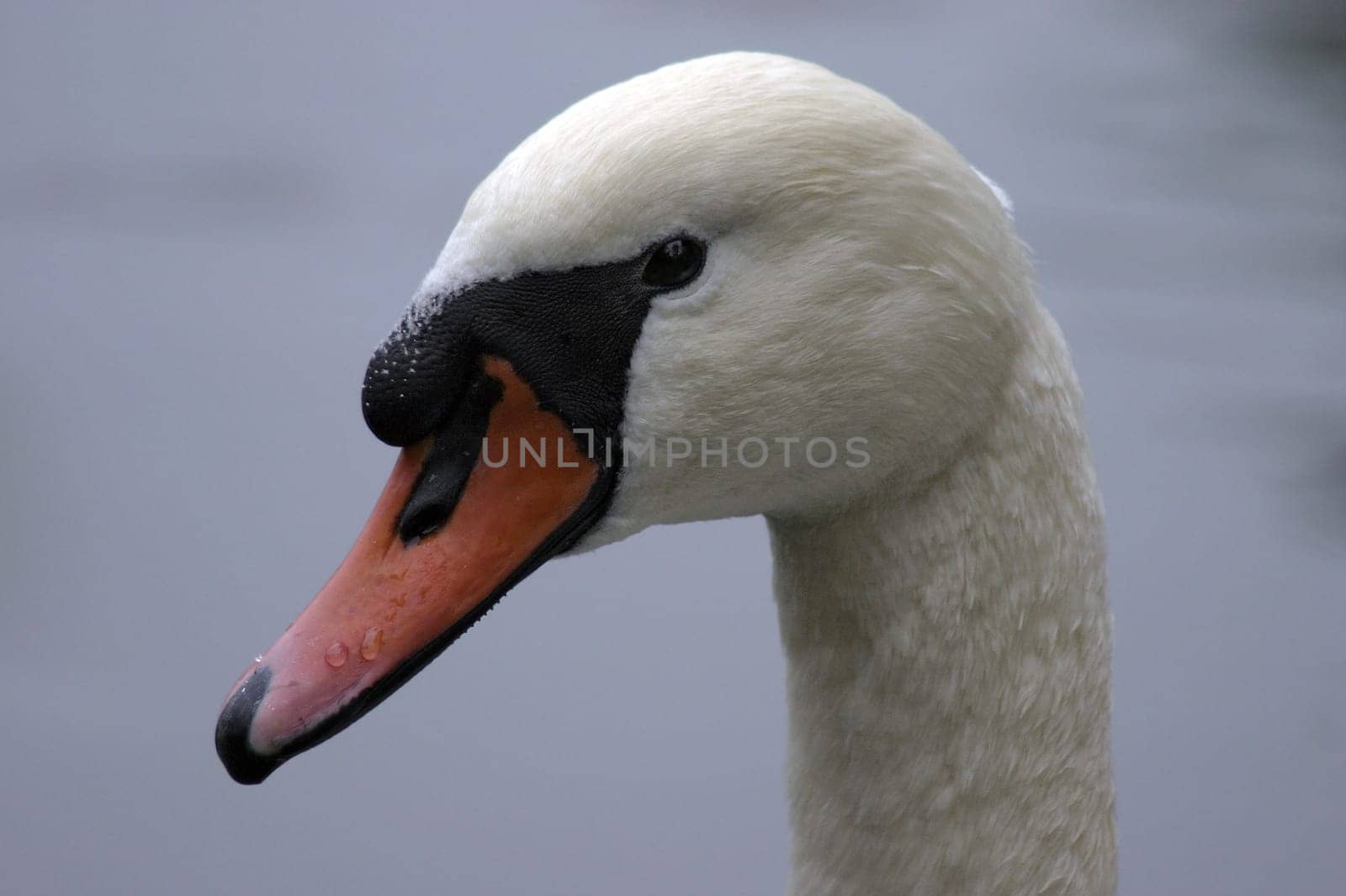 Swan portrait