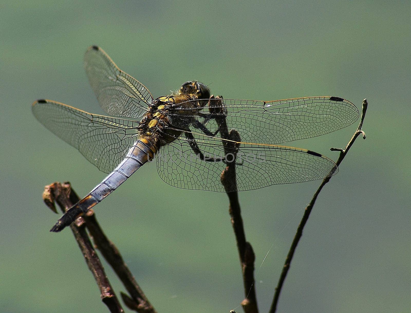 Dragonfly