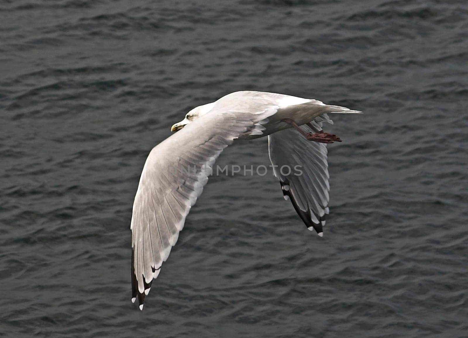 Seagull in flight