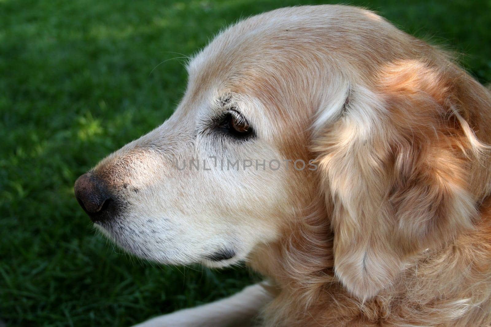 The watchdog
