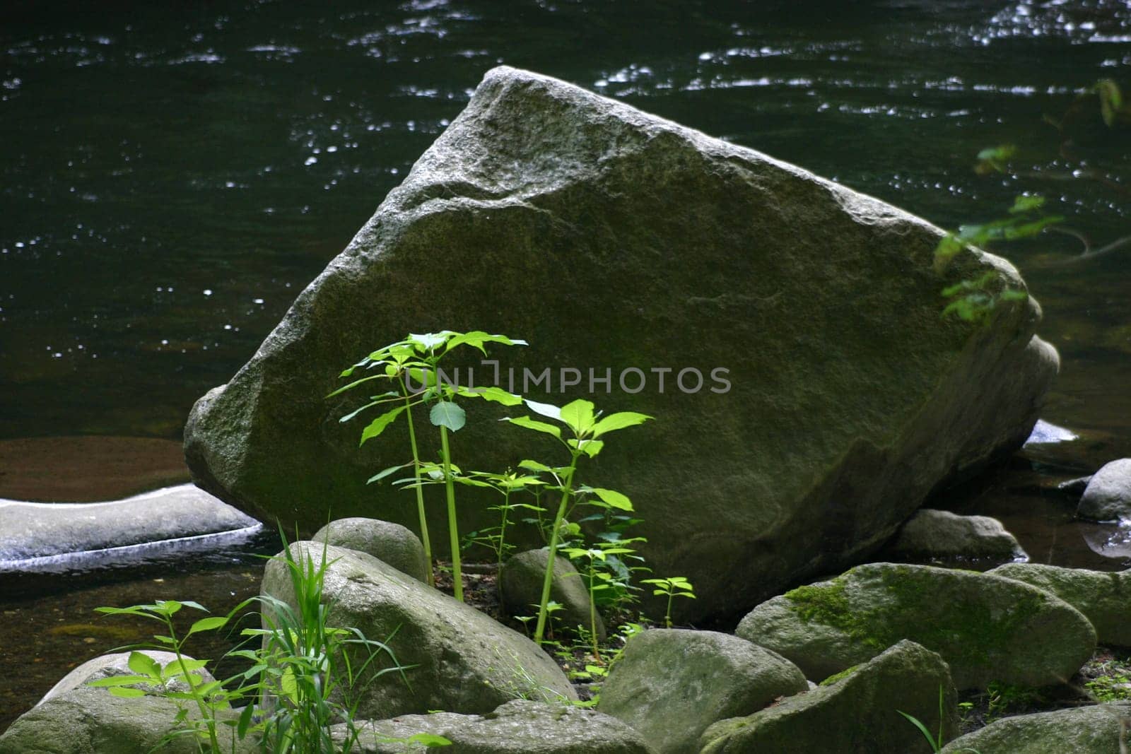 Greens and rocks in the Bode near Thale (Harz)