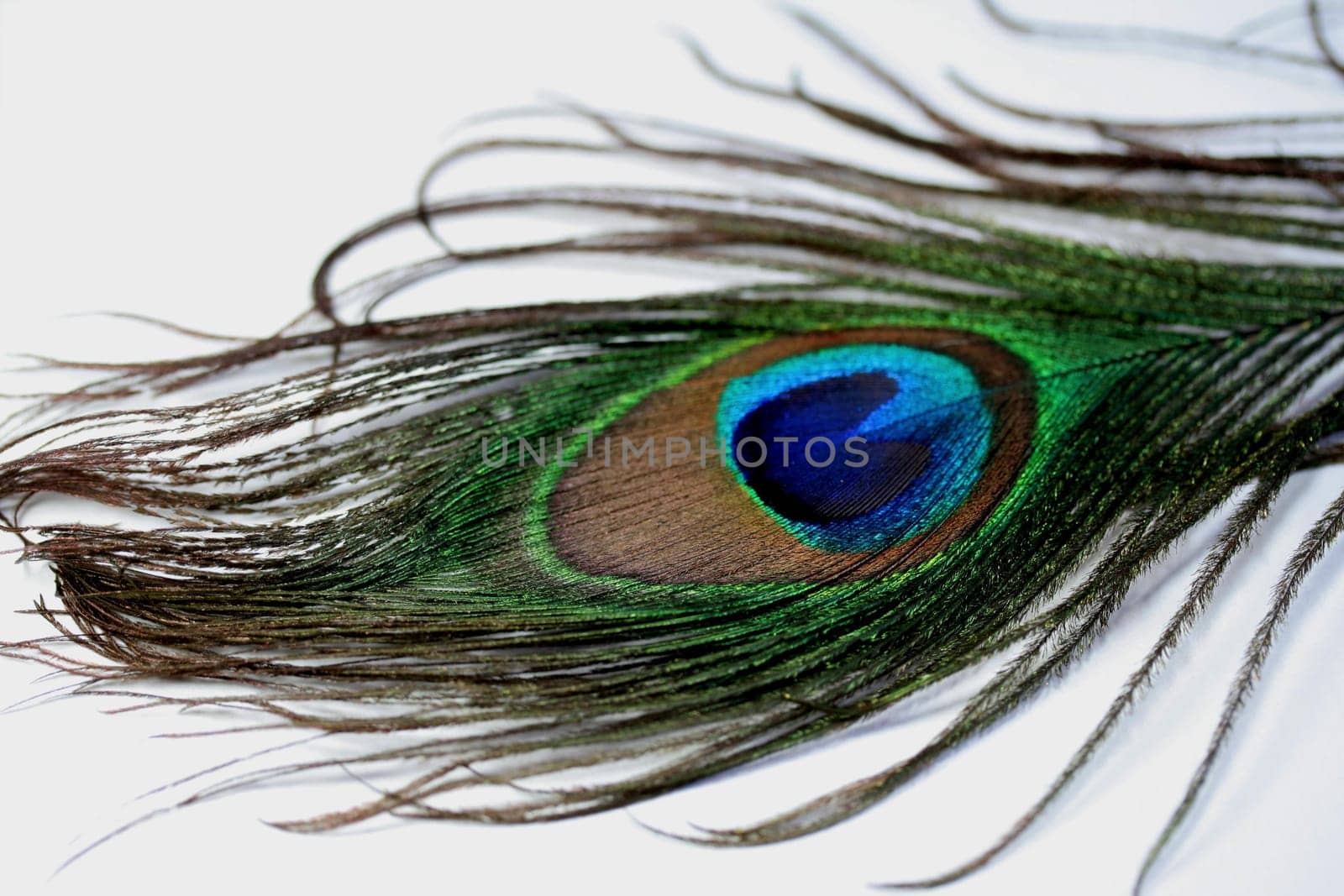 Feather Glance I