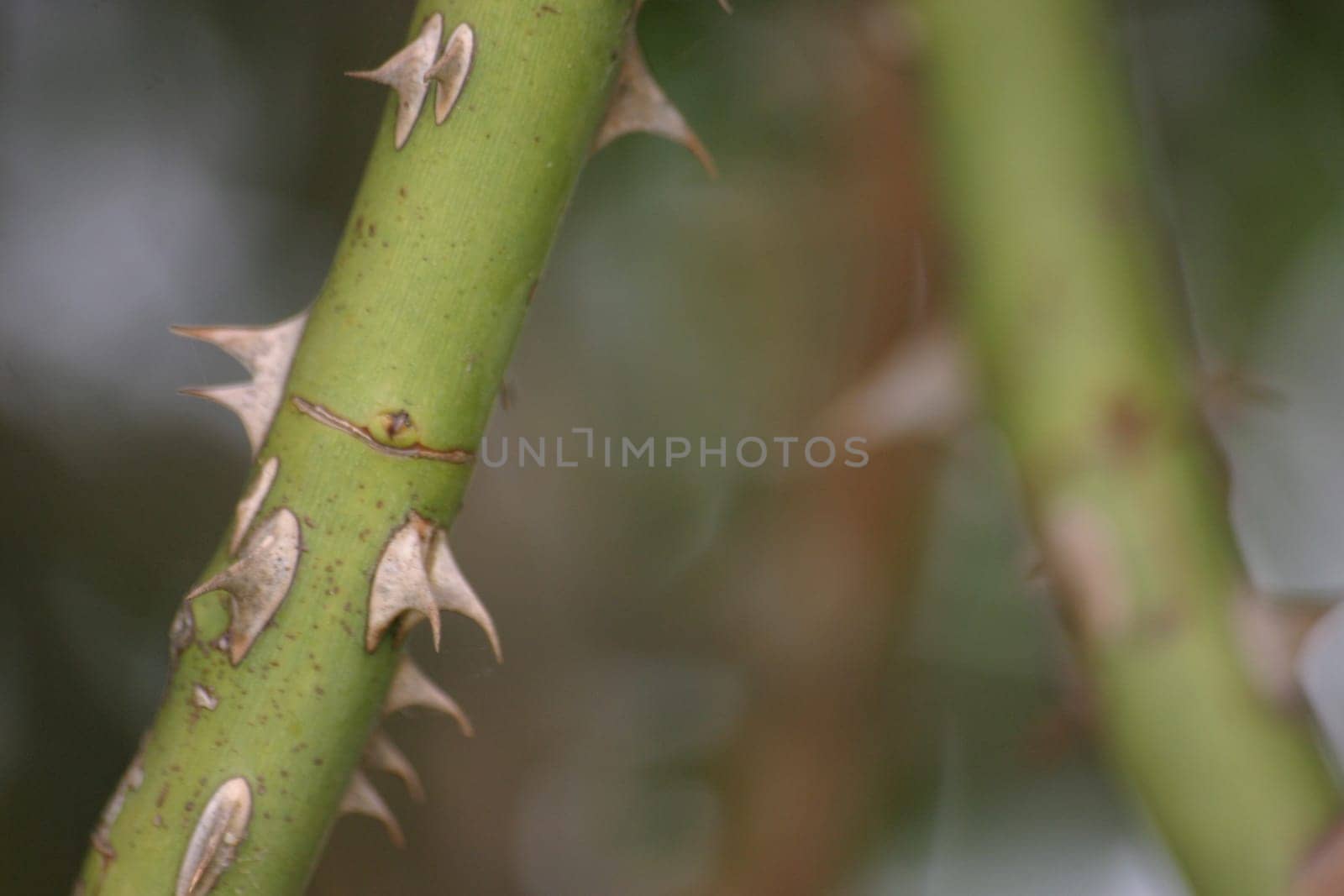 Green branch with spines