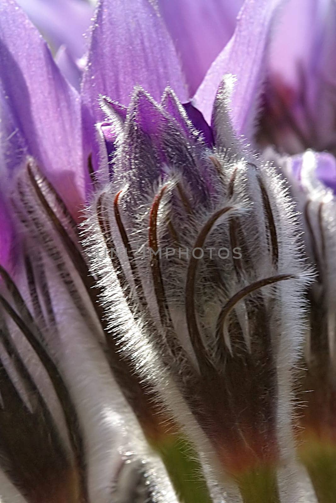 I've just arrived at the flowers on my hard drive. I would be grateful to the plant connoisseurs among you if you could tell me if this is actually a crocus :-)