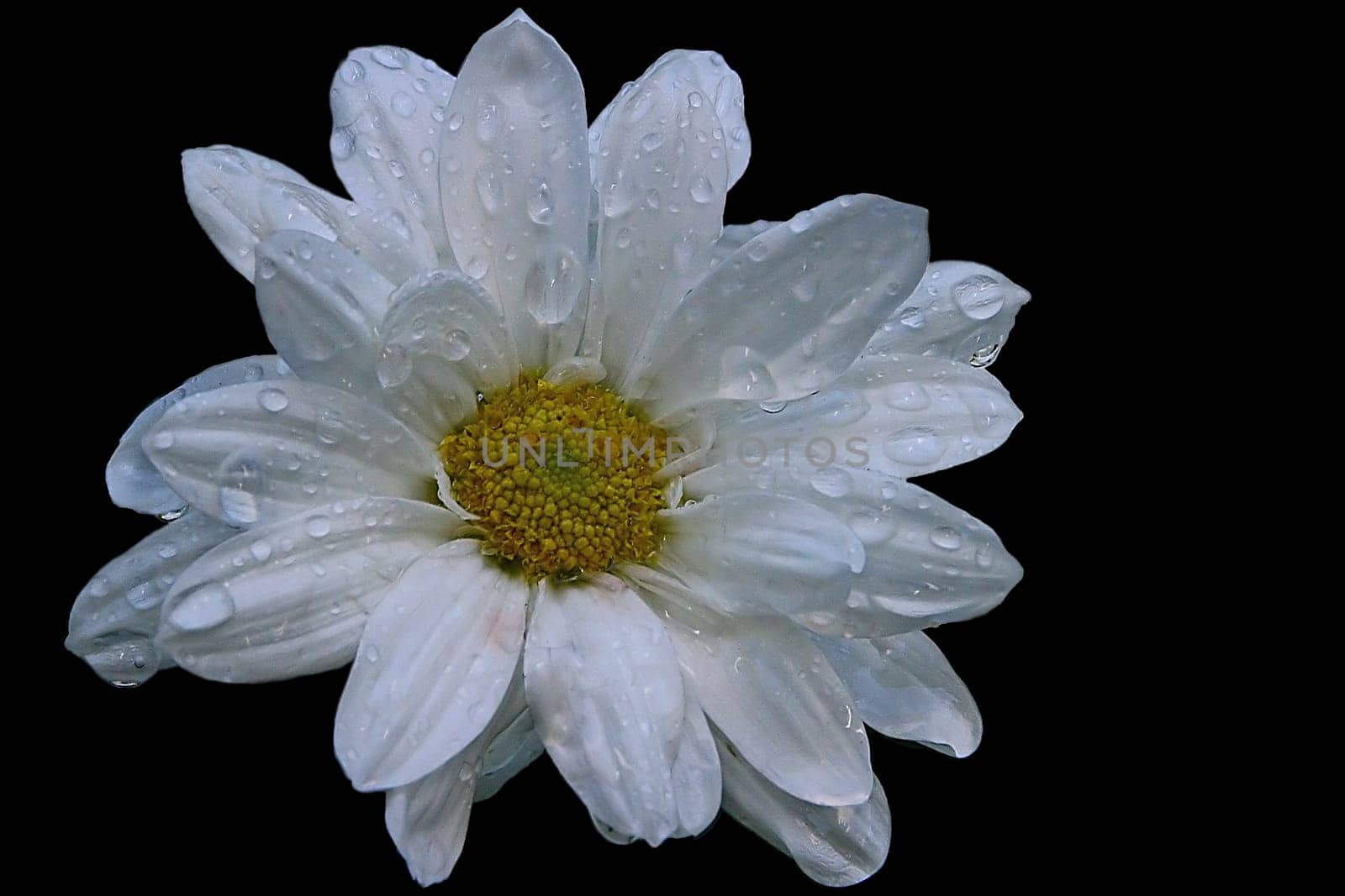 Marguerite