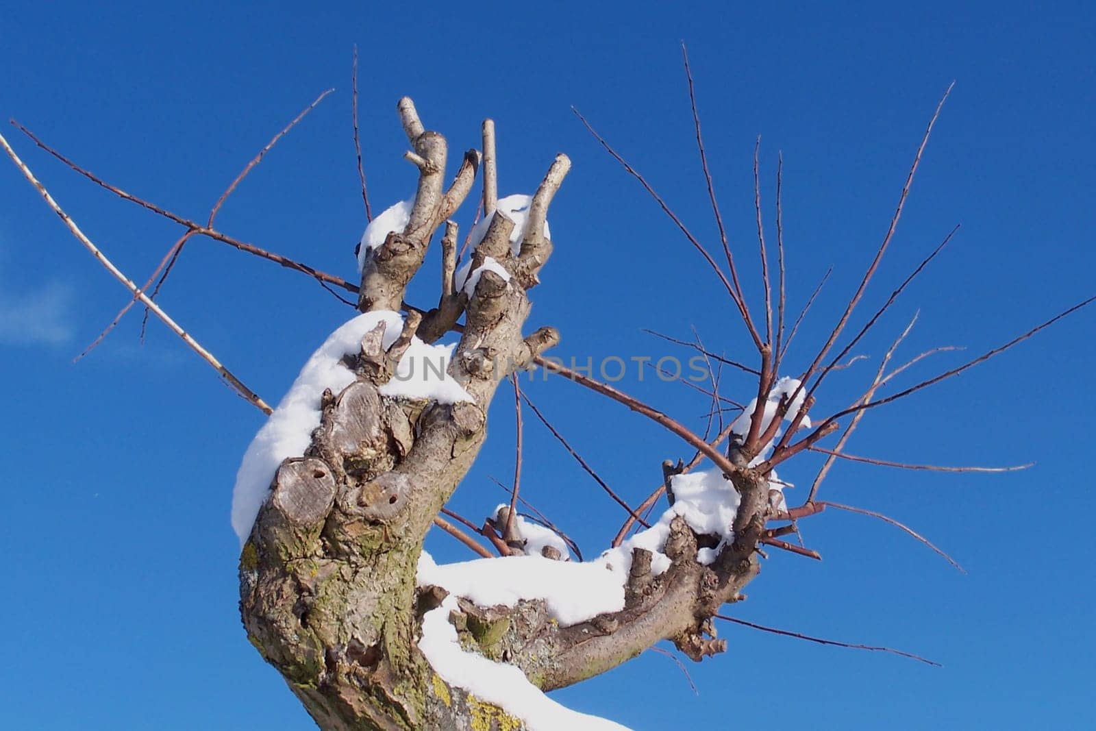Willow trunk
