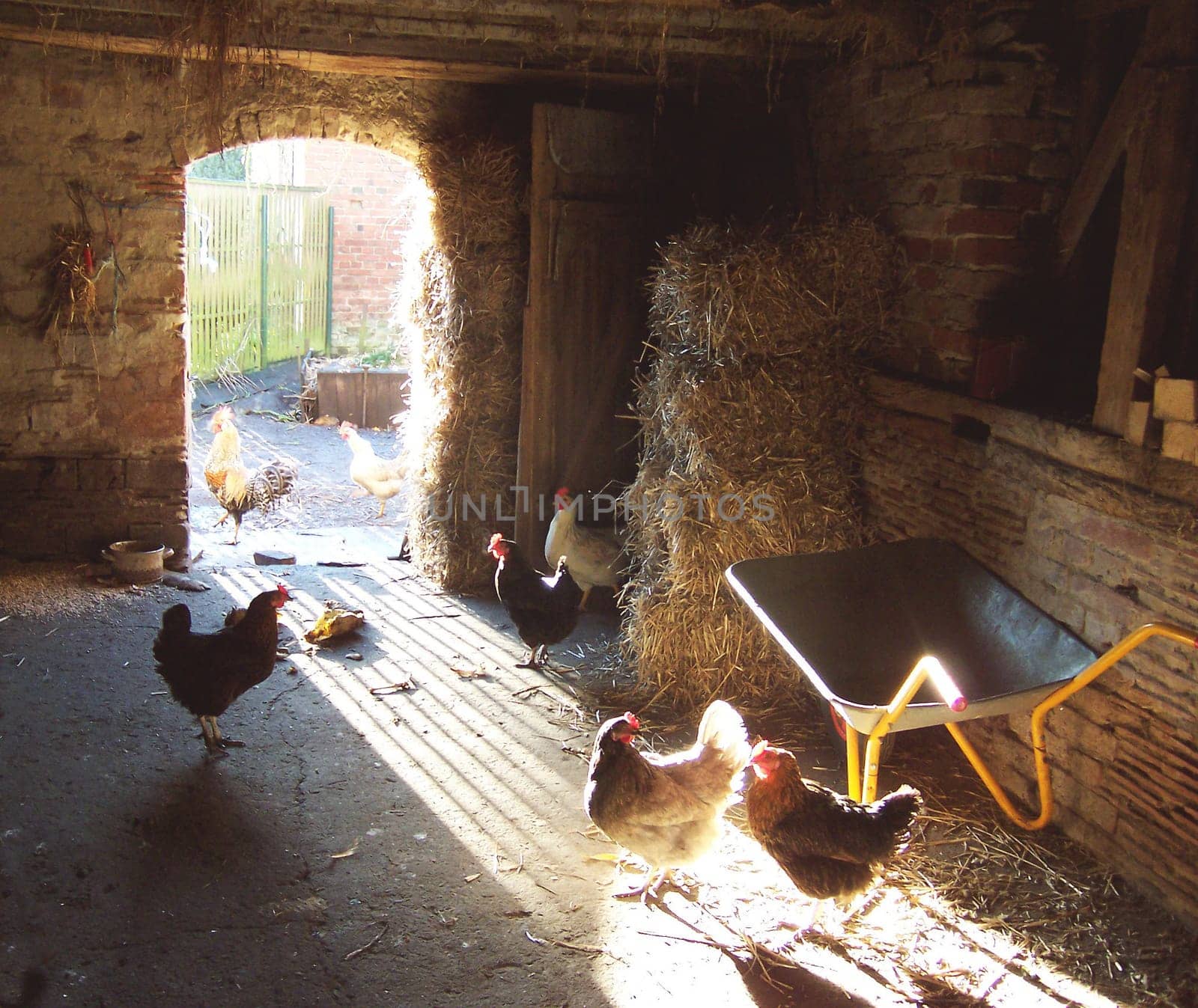 Ancient chicken coop