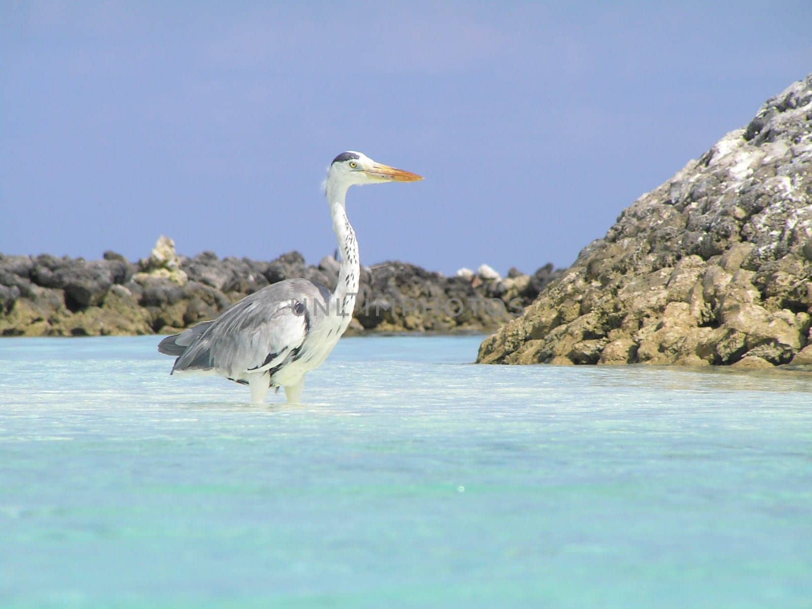 Heron