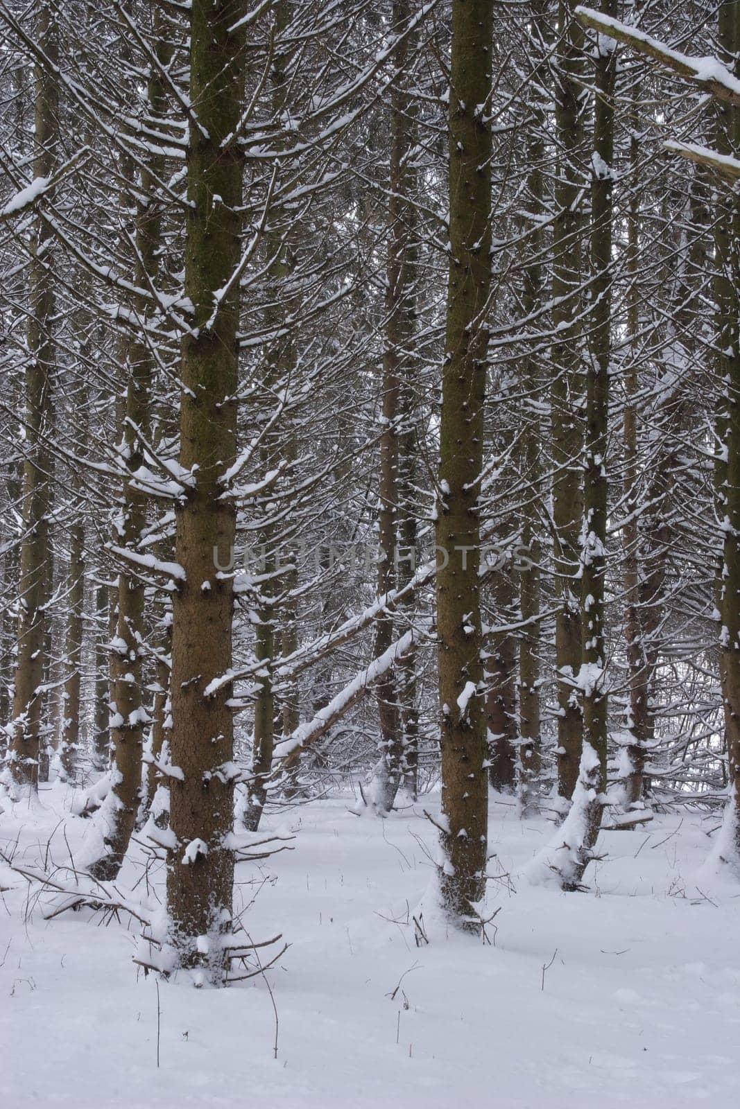 Spruce Forest 2