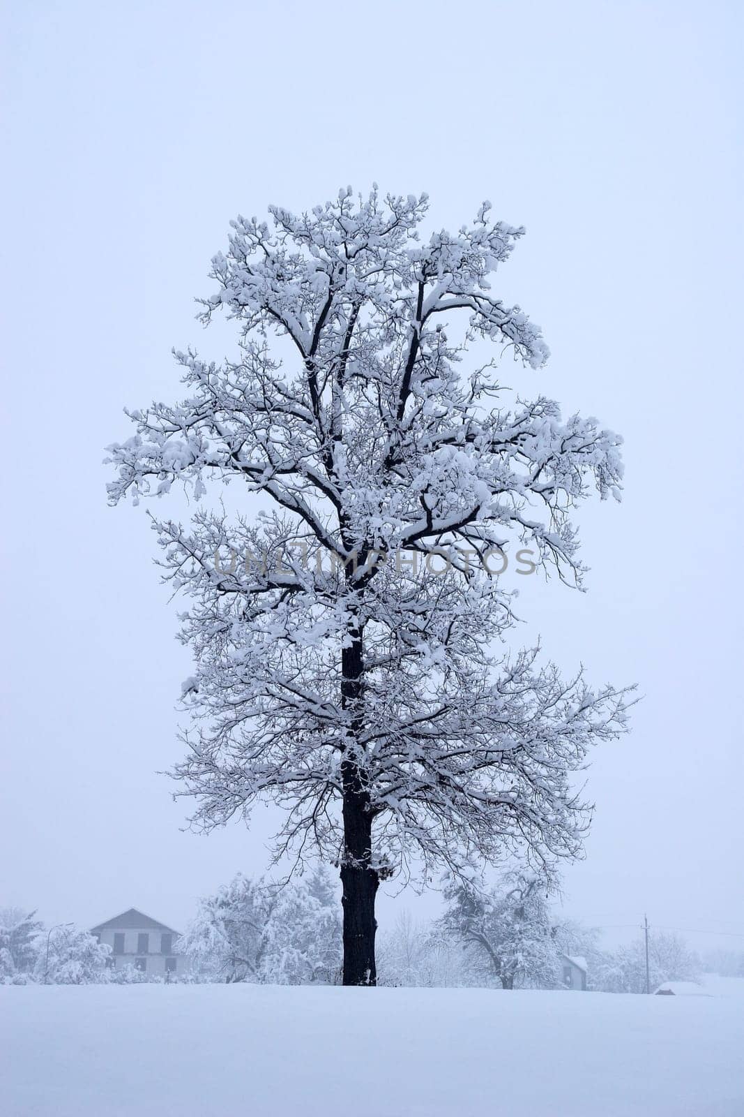 The tree