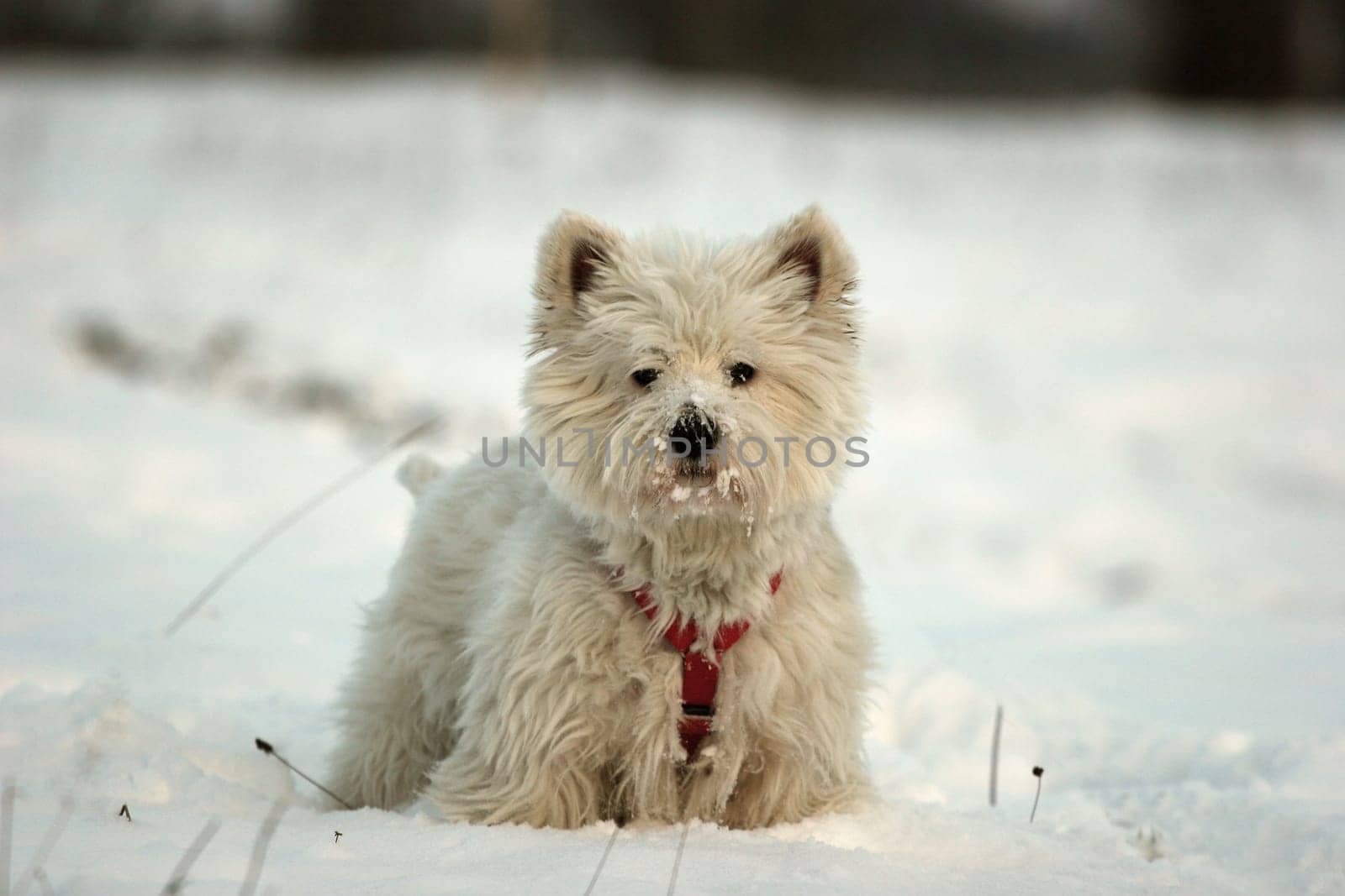 Snow Tiger part2
