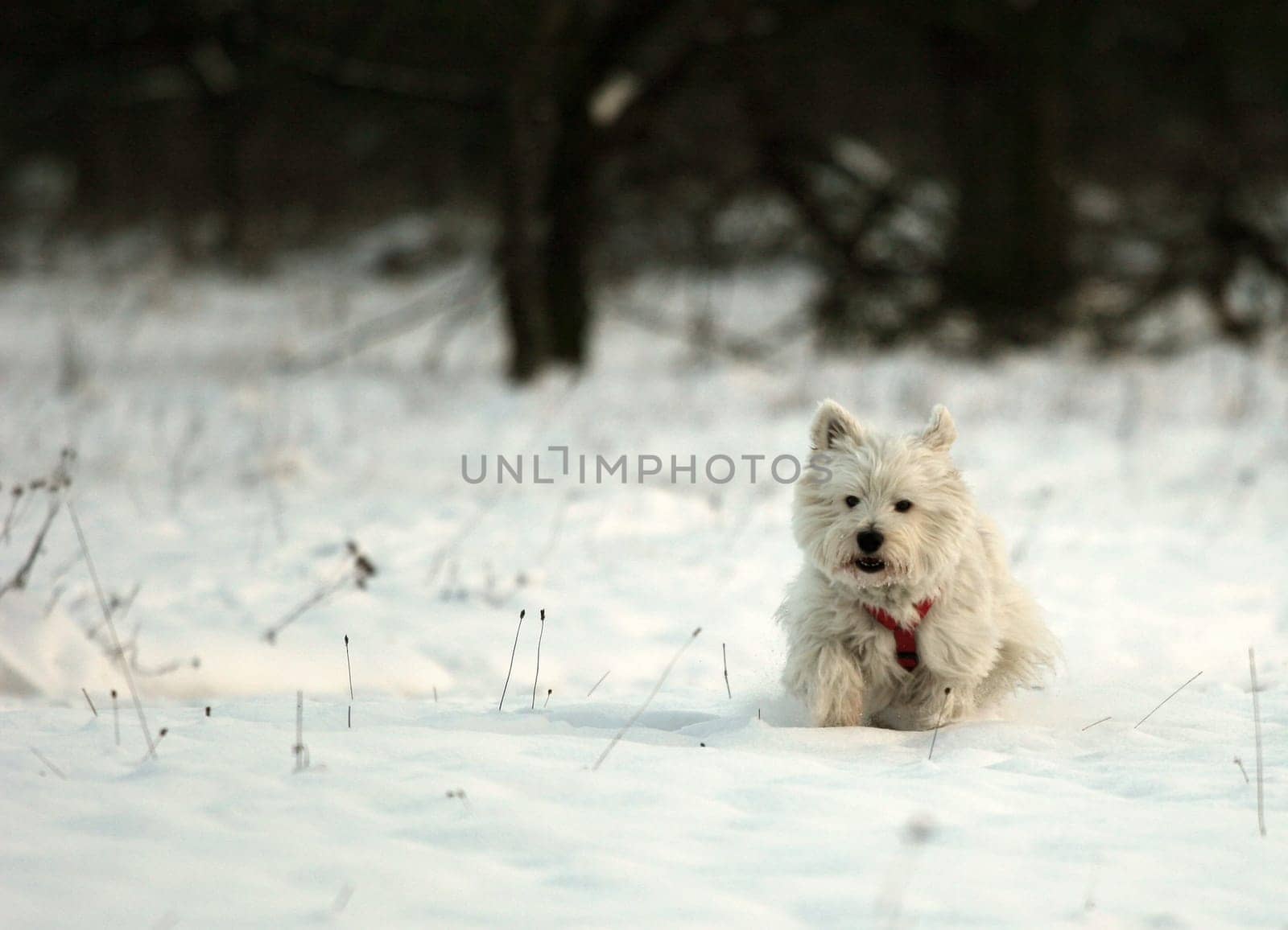 Snow Tiger part4
