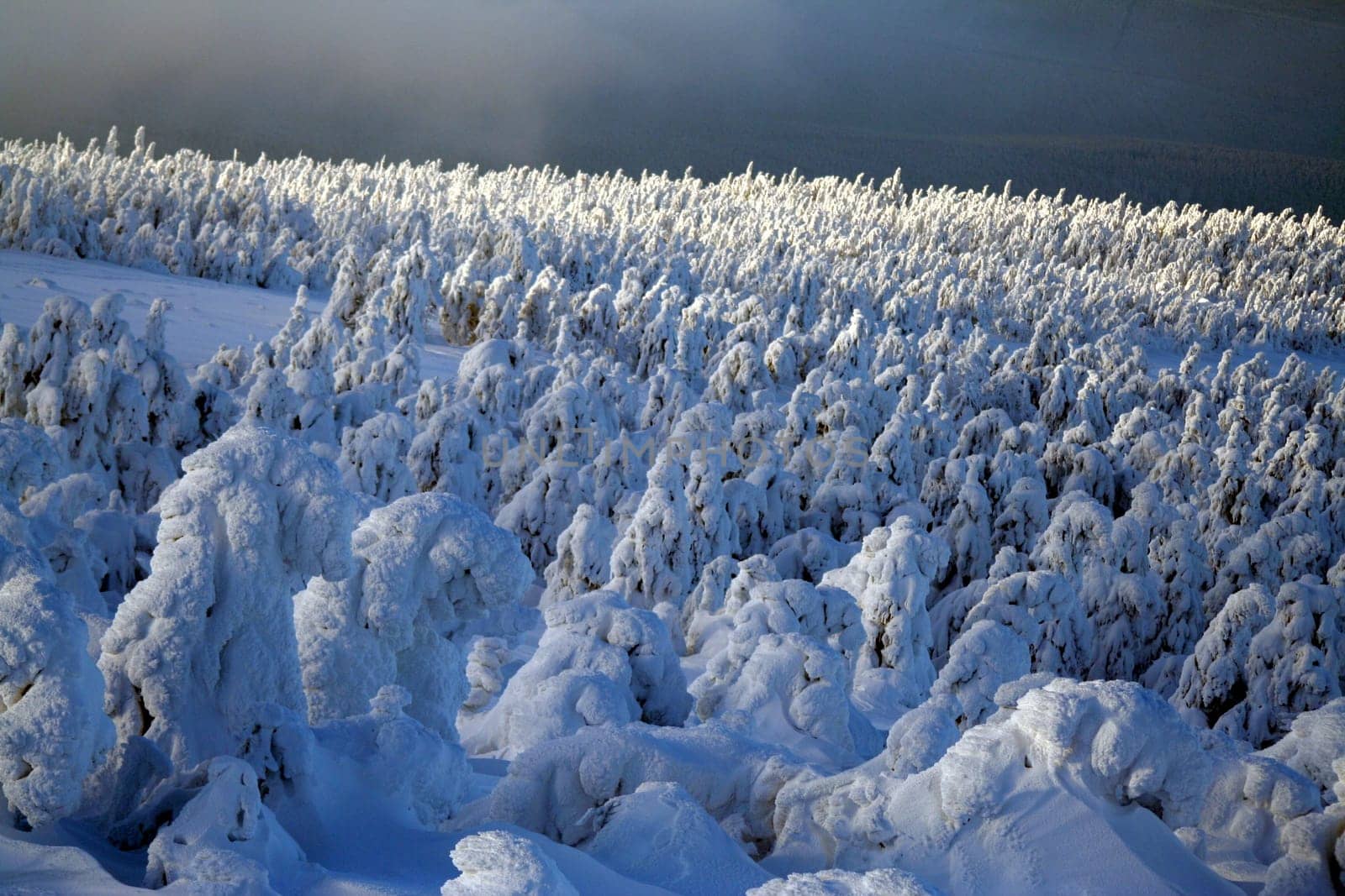 Winter forest