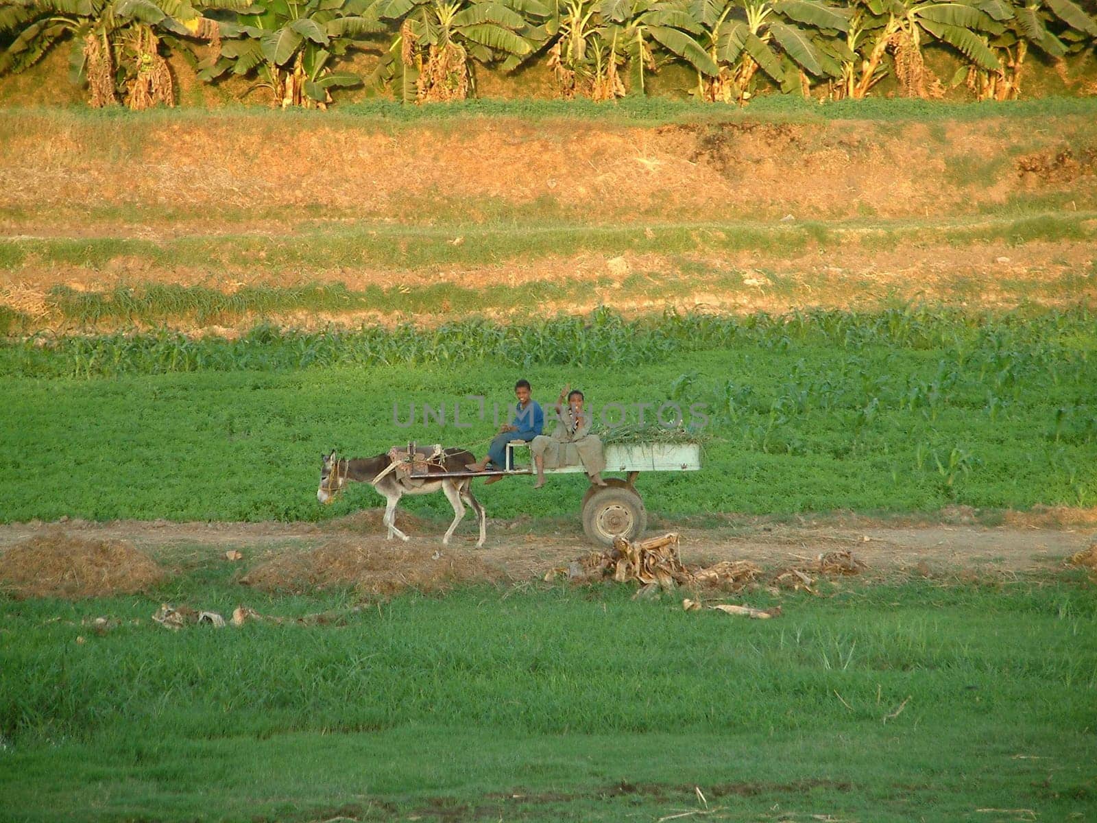 Agriculture