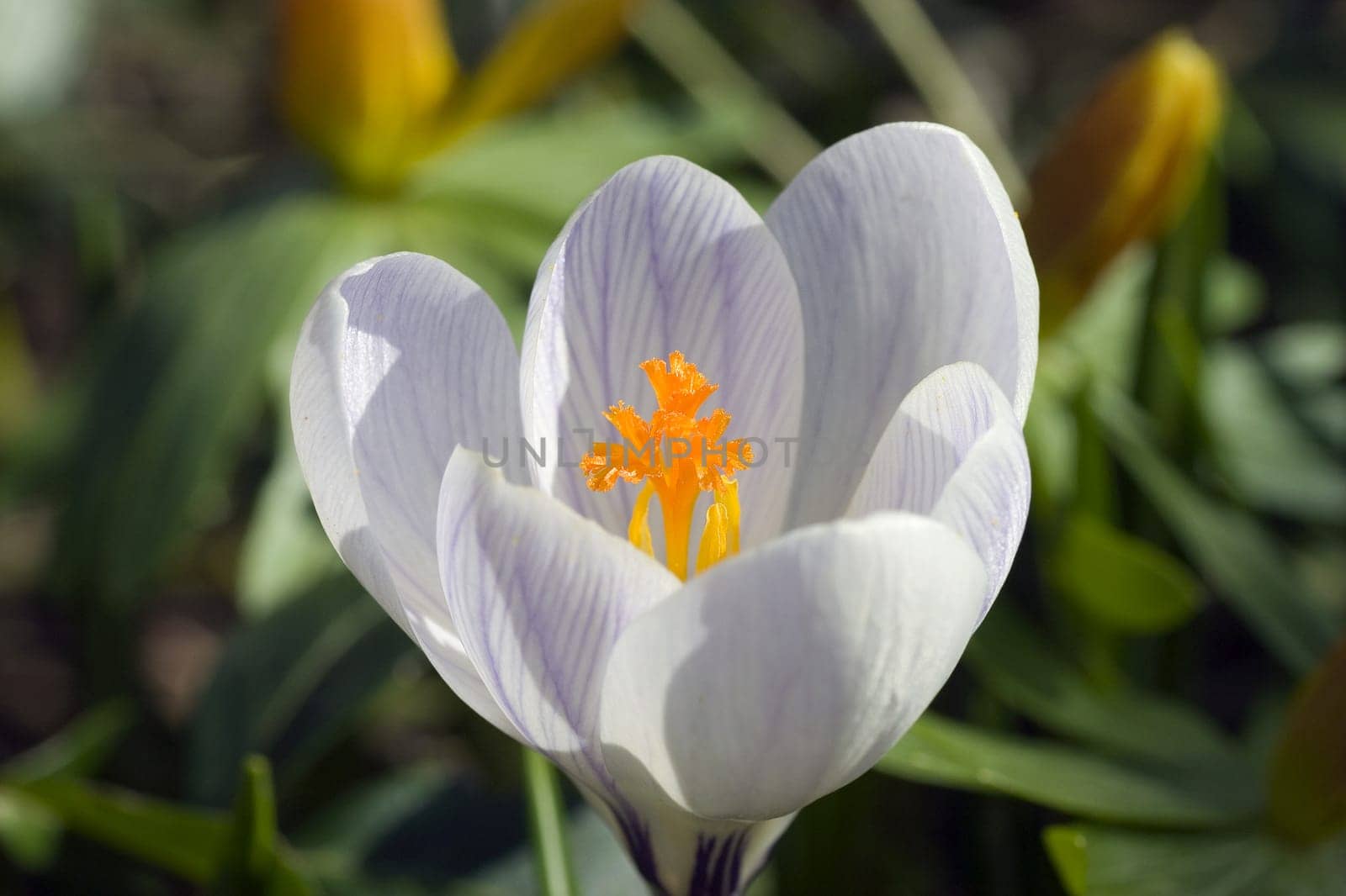 One of the first shots with my 90 mm Tamron Macro
