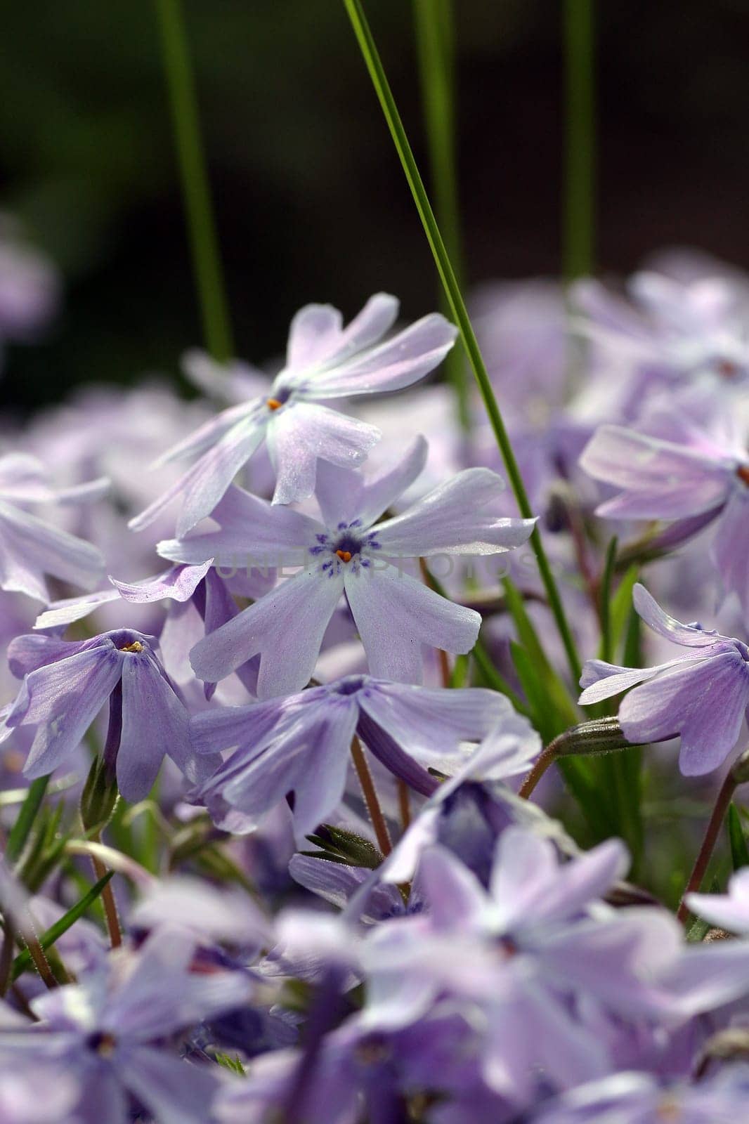 Help! Can anyone tell me what these flowers are?