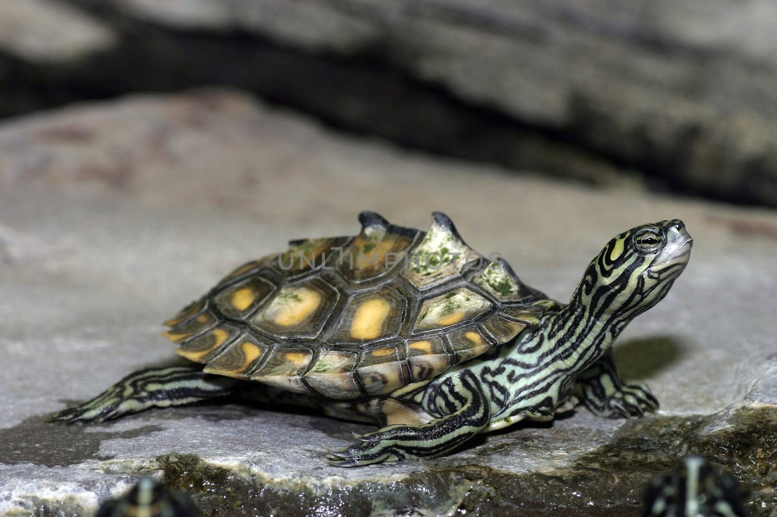 Sea turtle