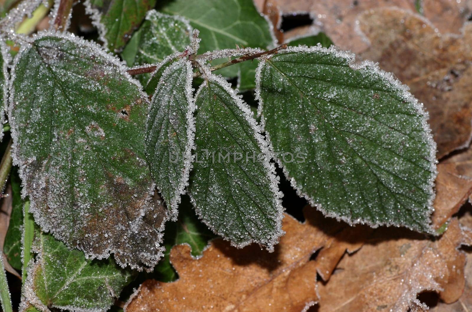 Frozen