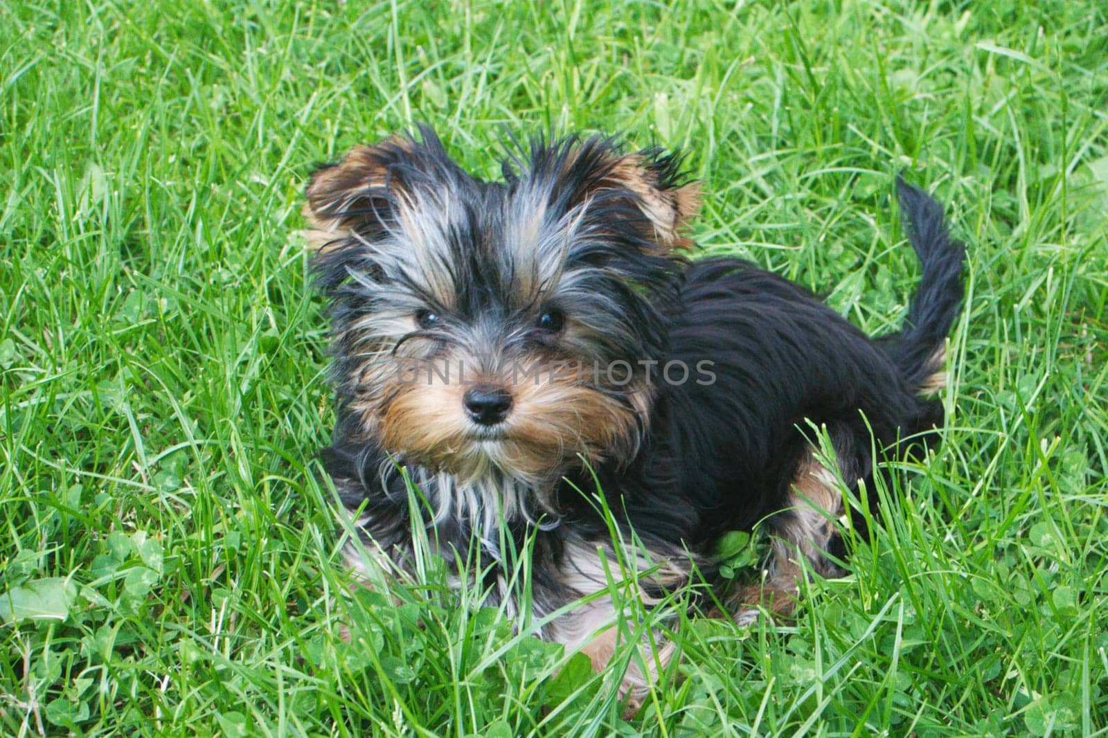 A puppy in spring