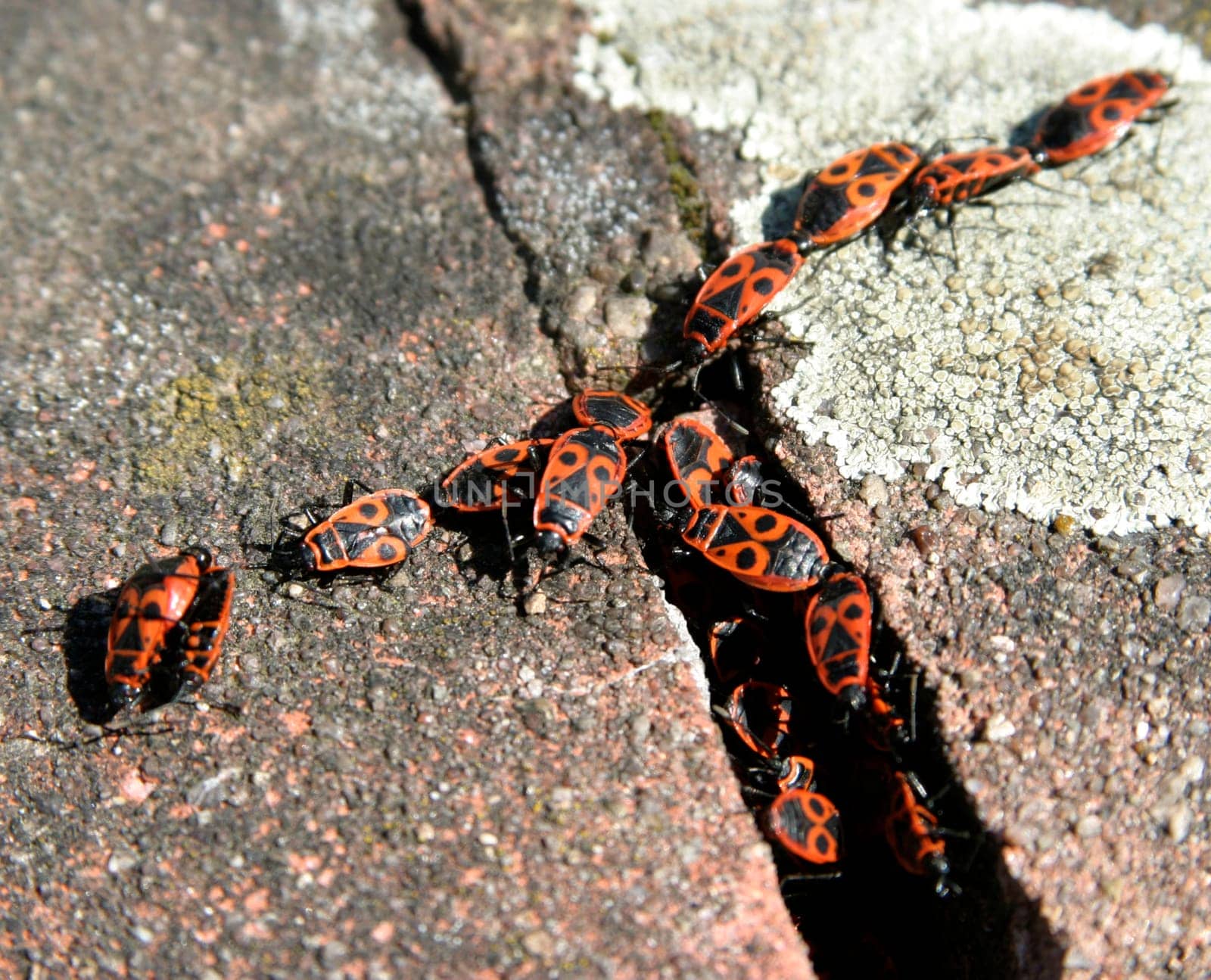 Firebugs