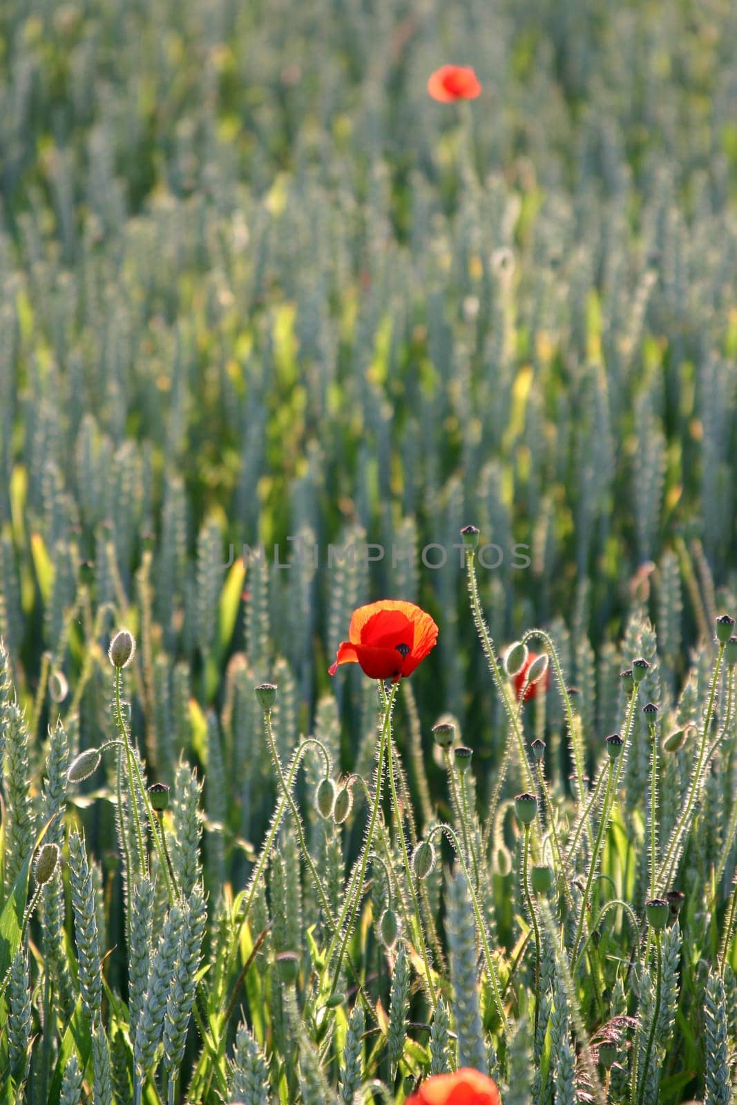 Poppy