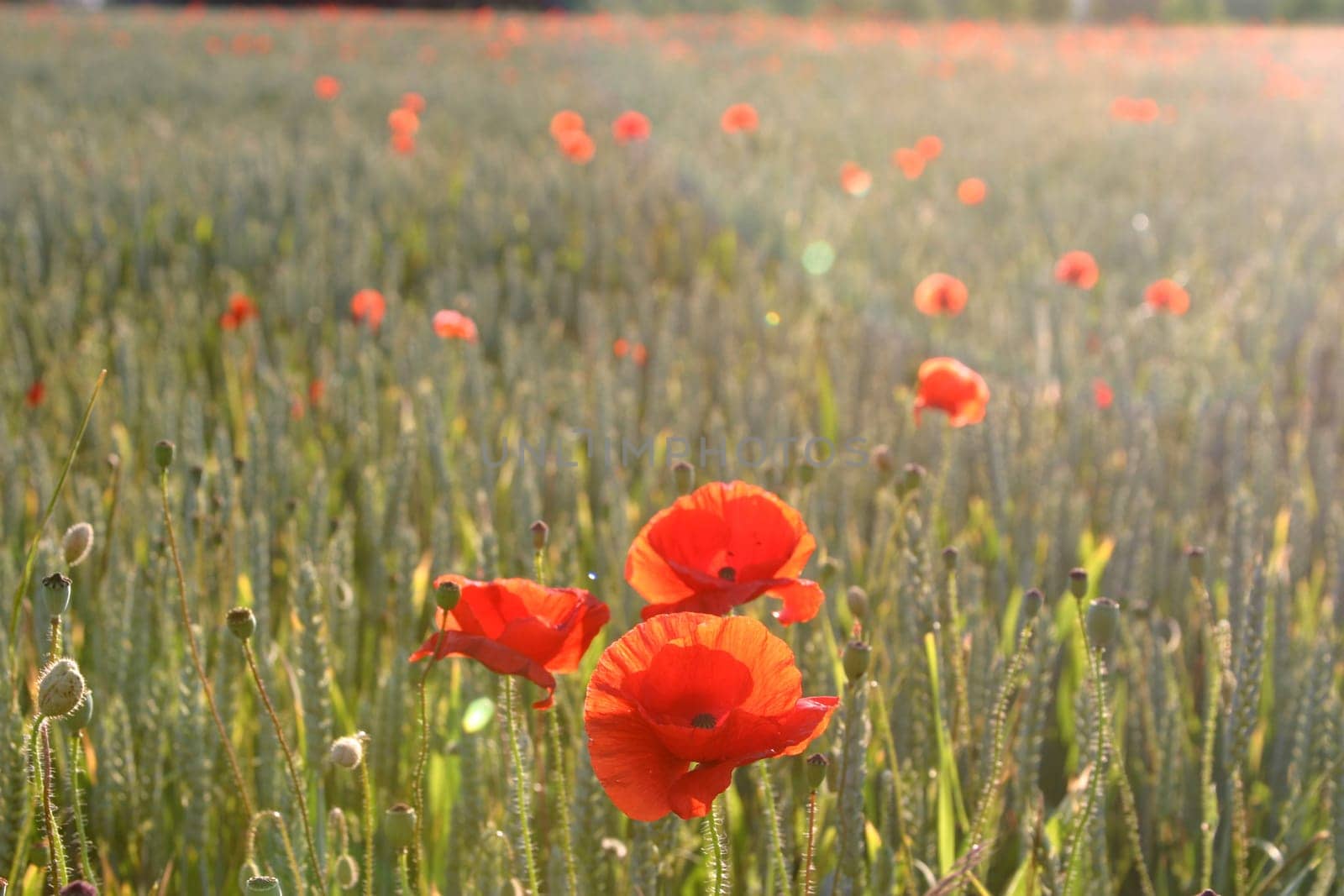 Poppy field