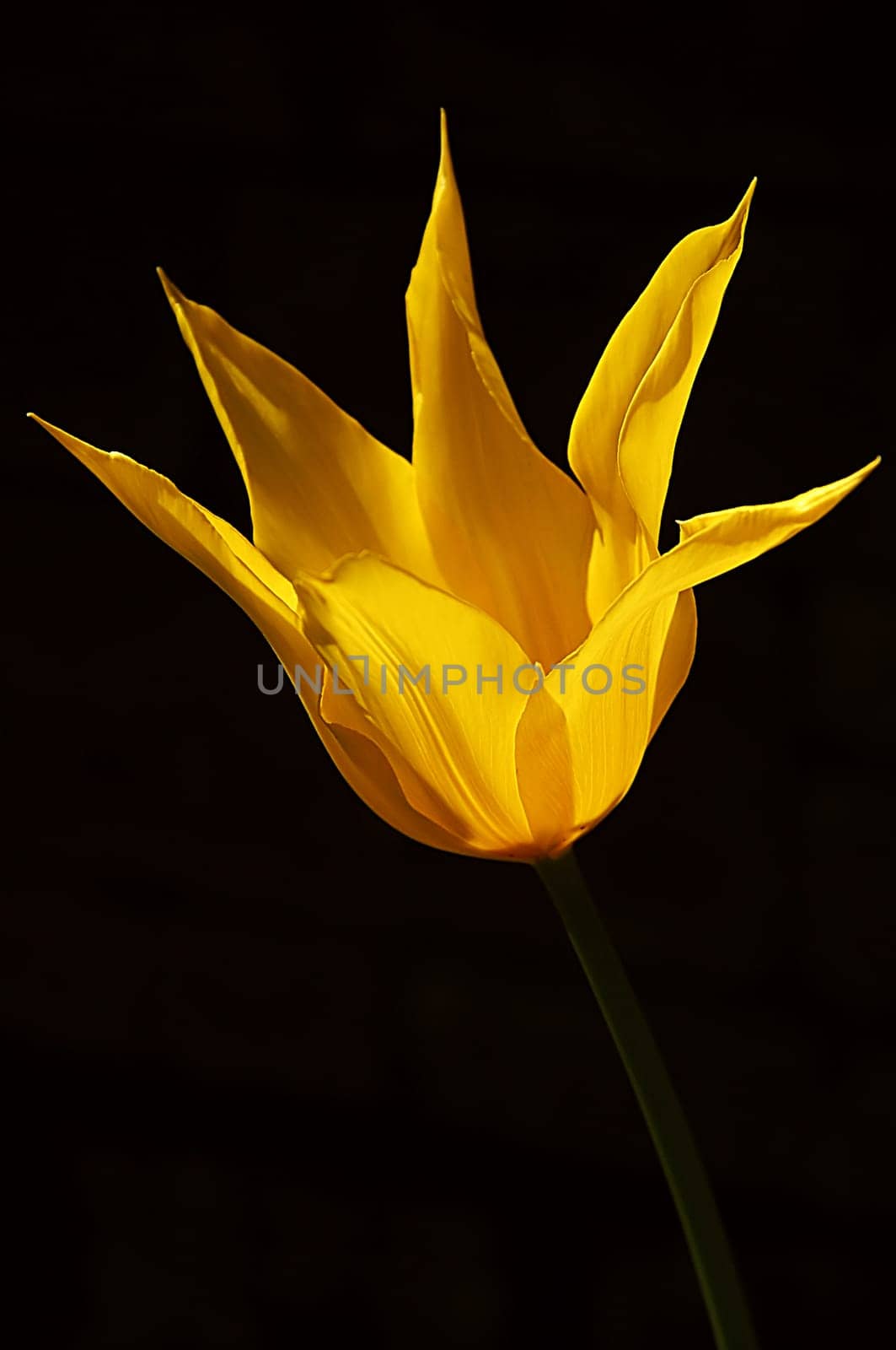 Recorded in April 2005 at the Palmengarten in Frankfurt. At the moment I'm sorting through my flowers on the hard drive before I burn a lot on DVD and then get it down from the computer. That's why so many flowers from me at the moment!