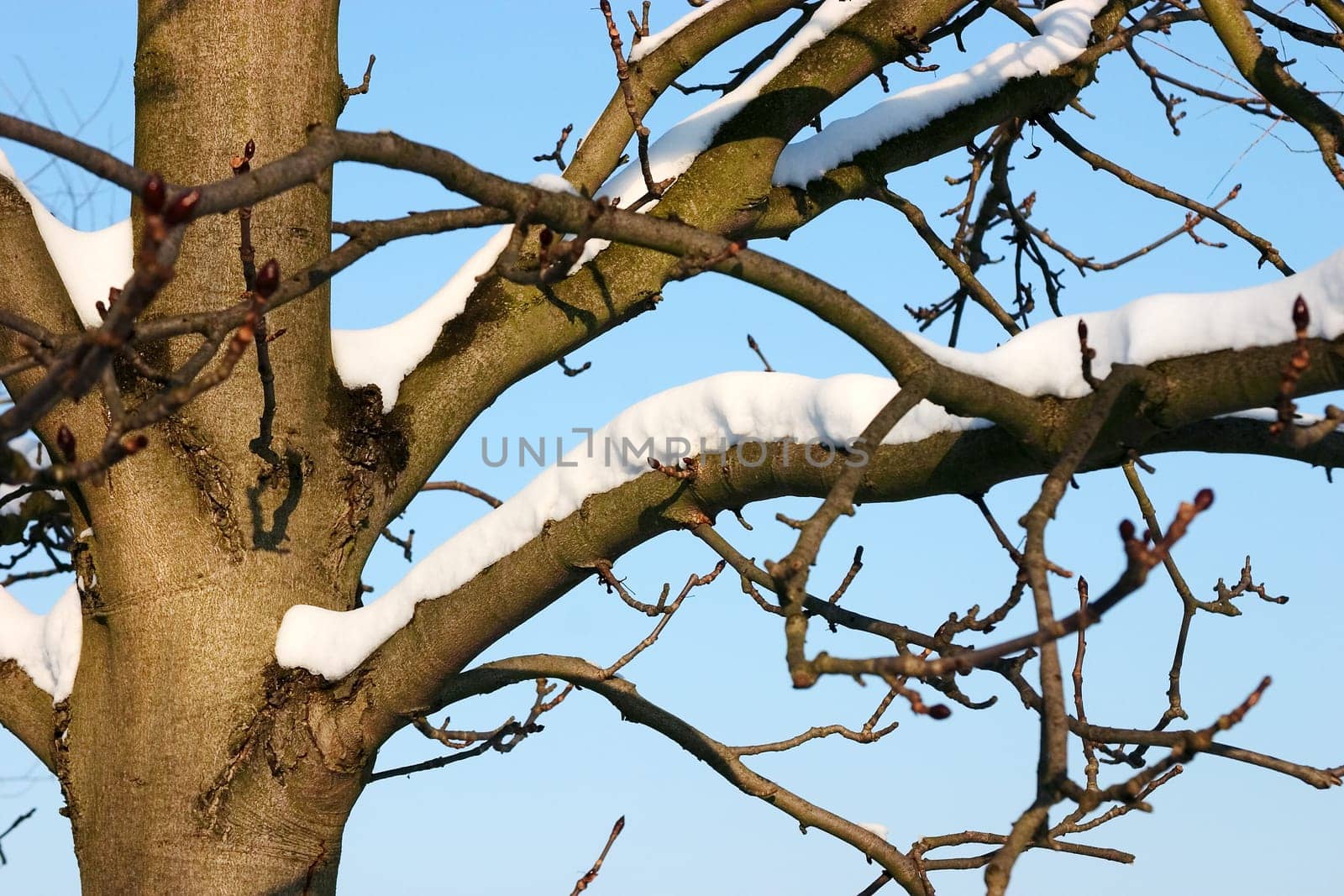 Snow tree