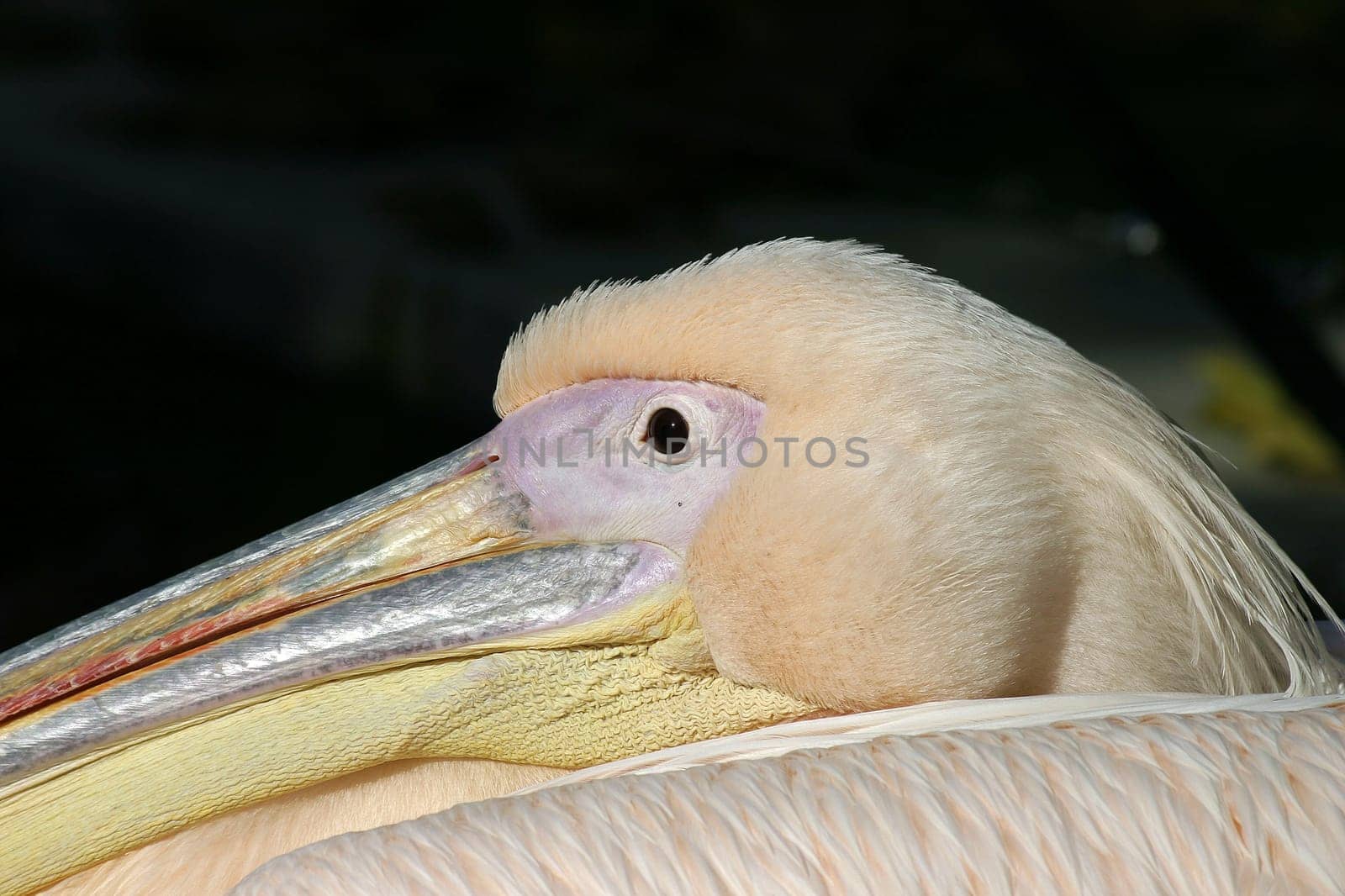 Peliportrait