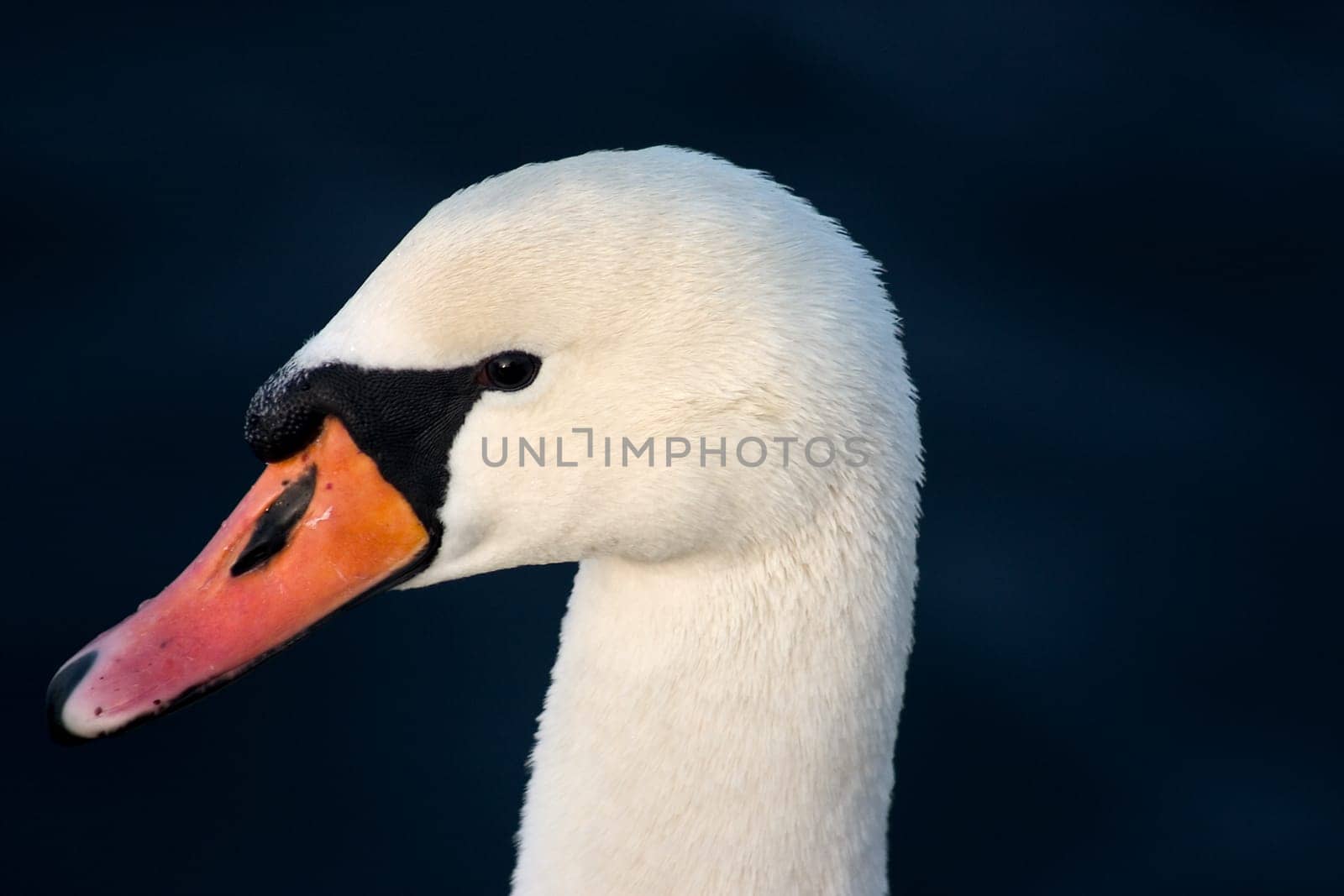 Goosehead 10