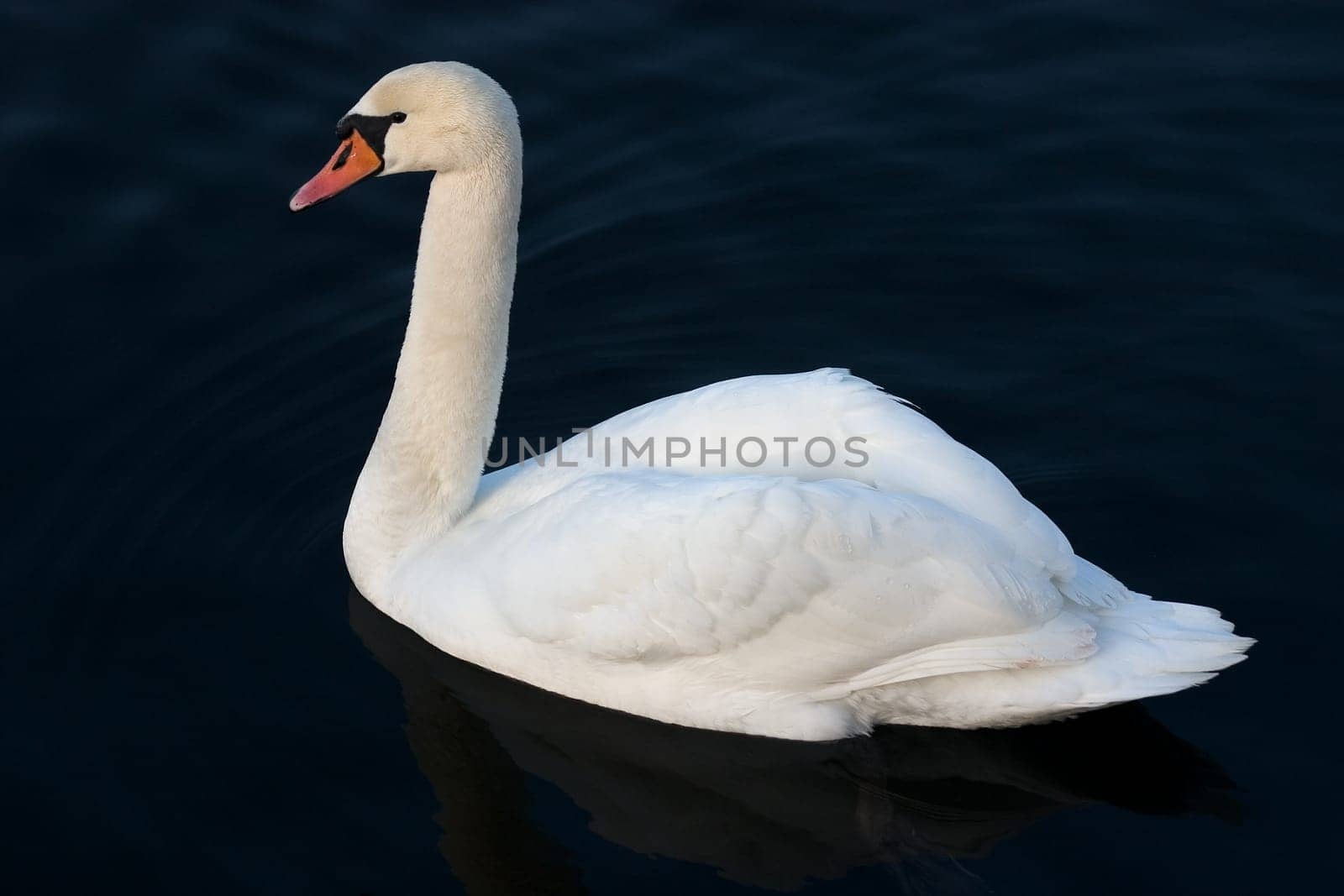 Swan 32