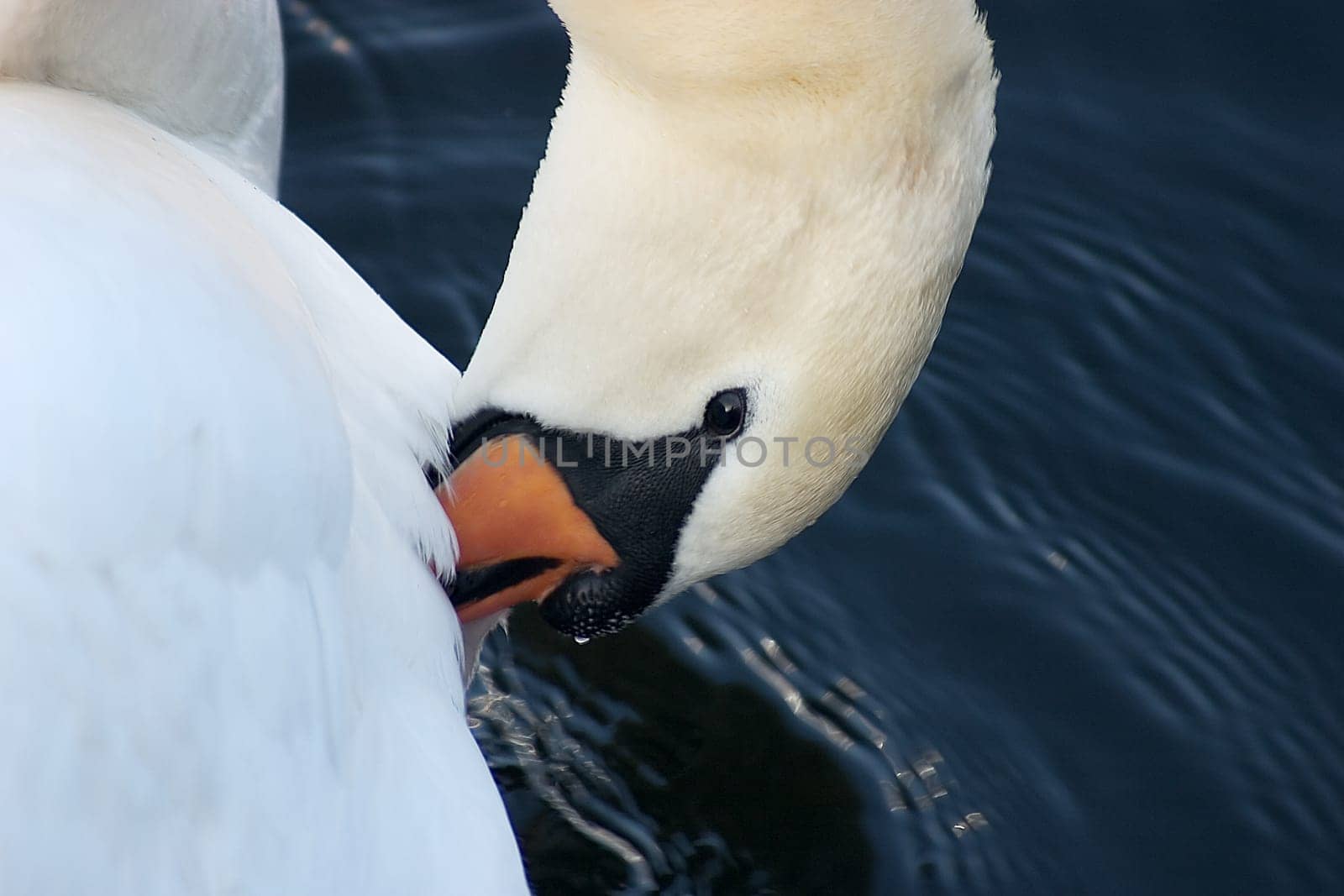 Swan 31