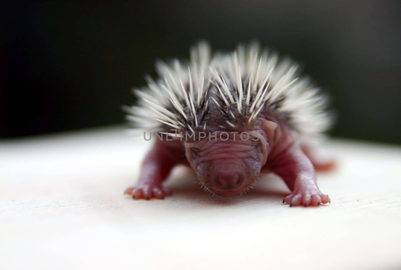 Baby hedgehog