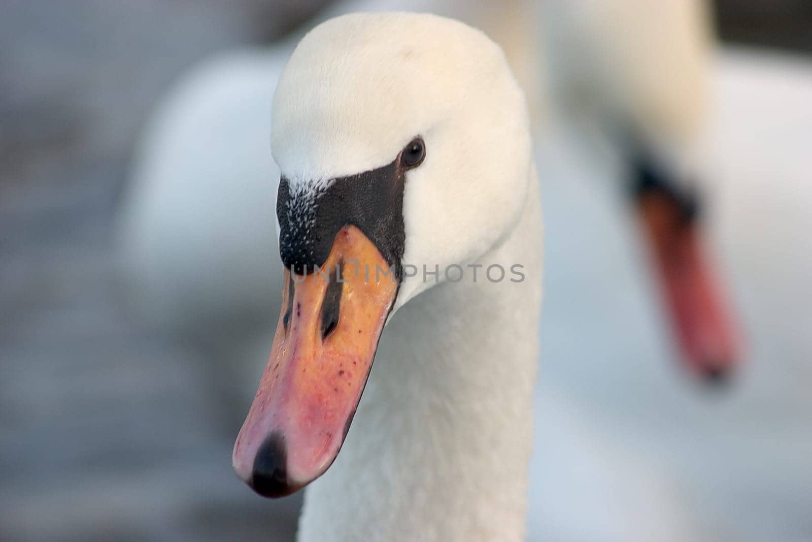 Two swans