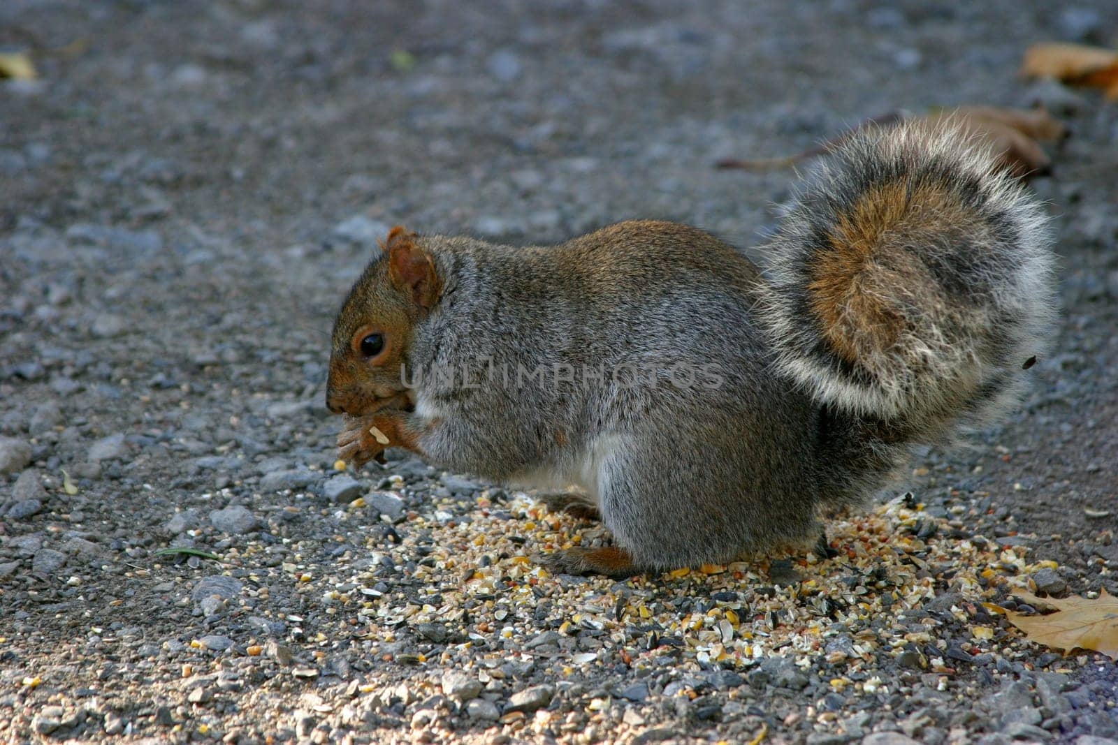 Squirrel