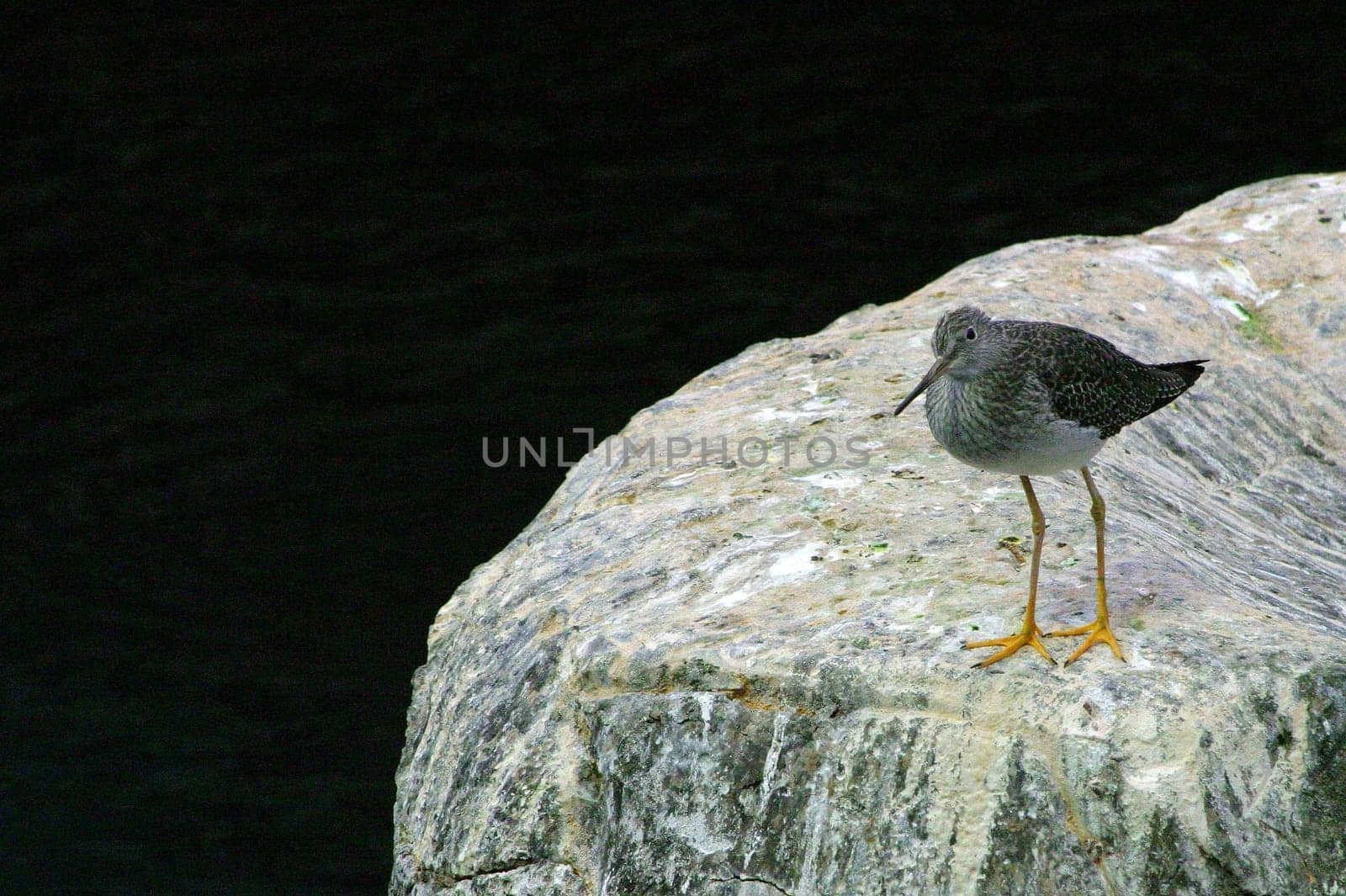 Yellowfoot