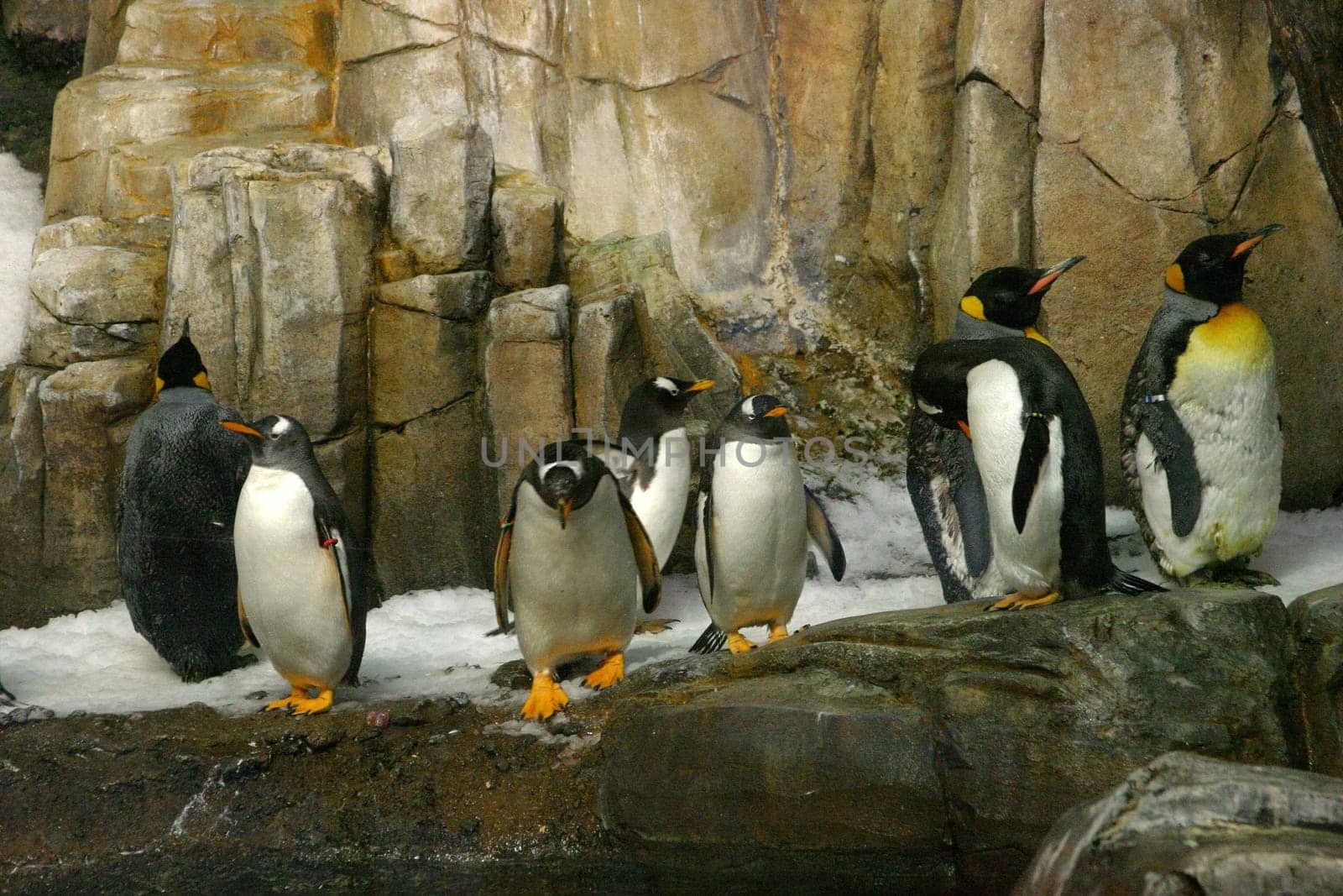 Royal penguins