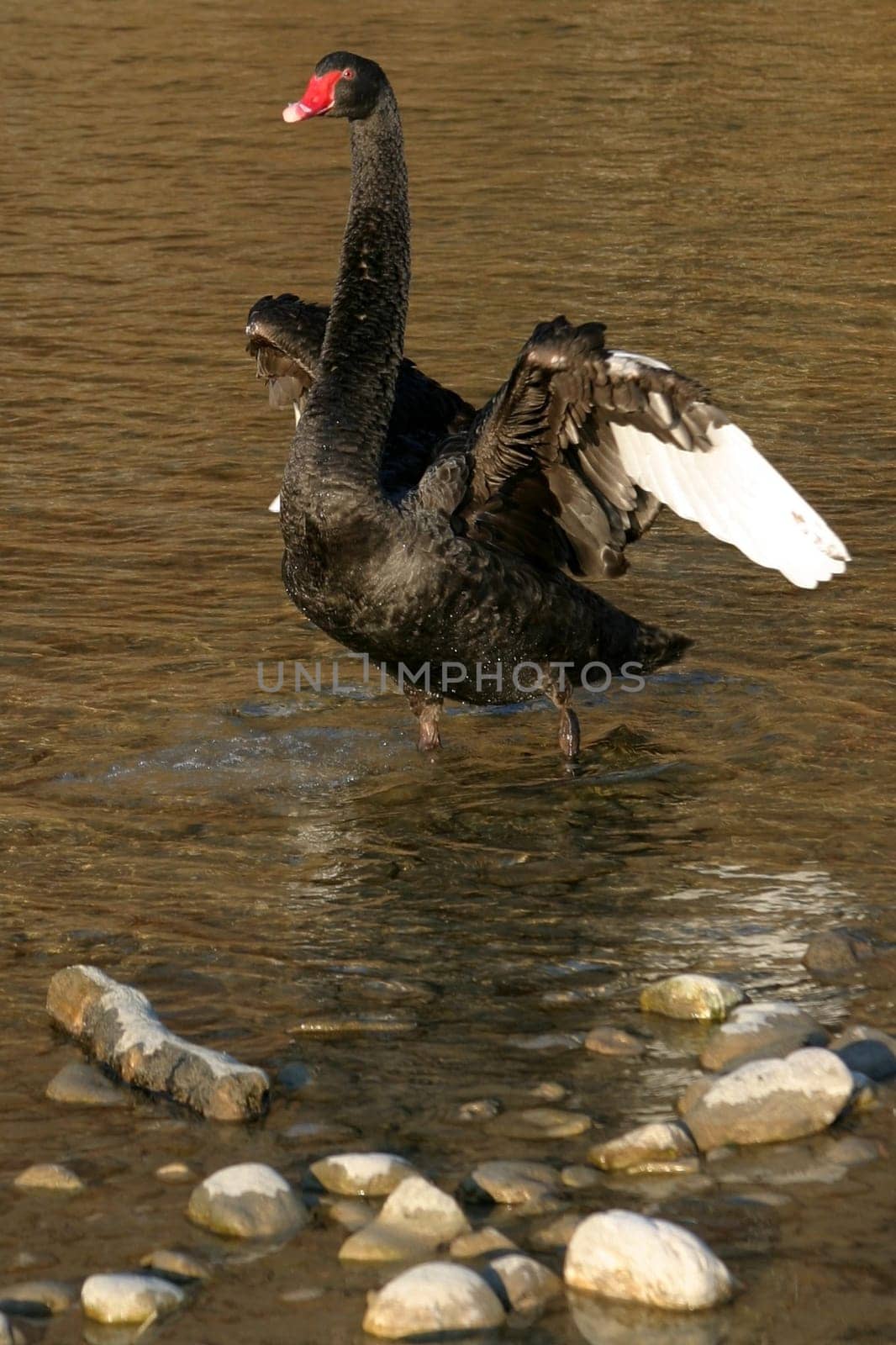 Black swan