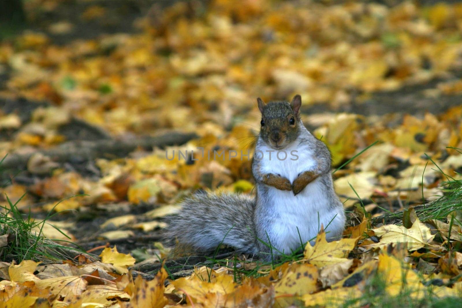 Ground Squirrel