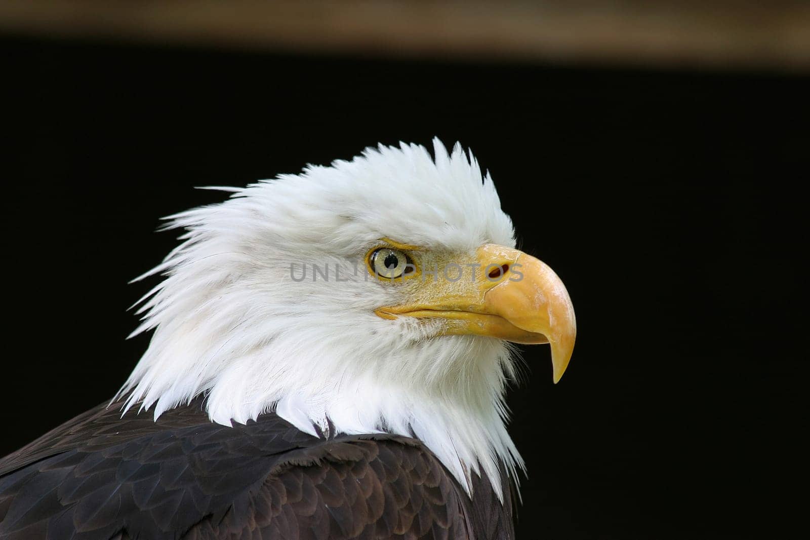 Bald eagle