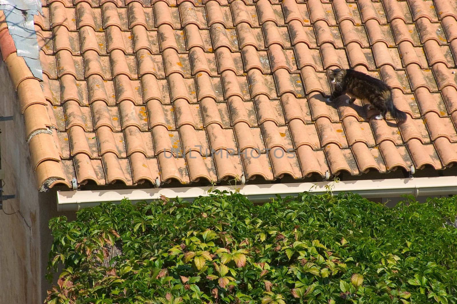 Cat on the roof