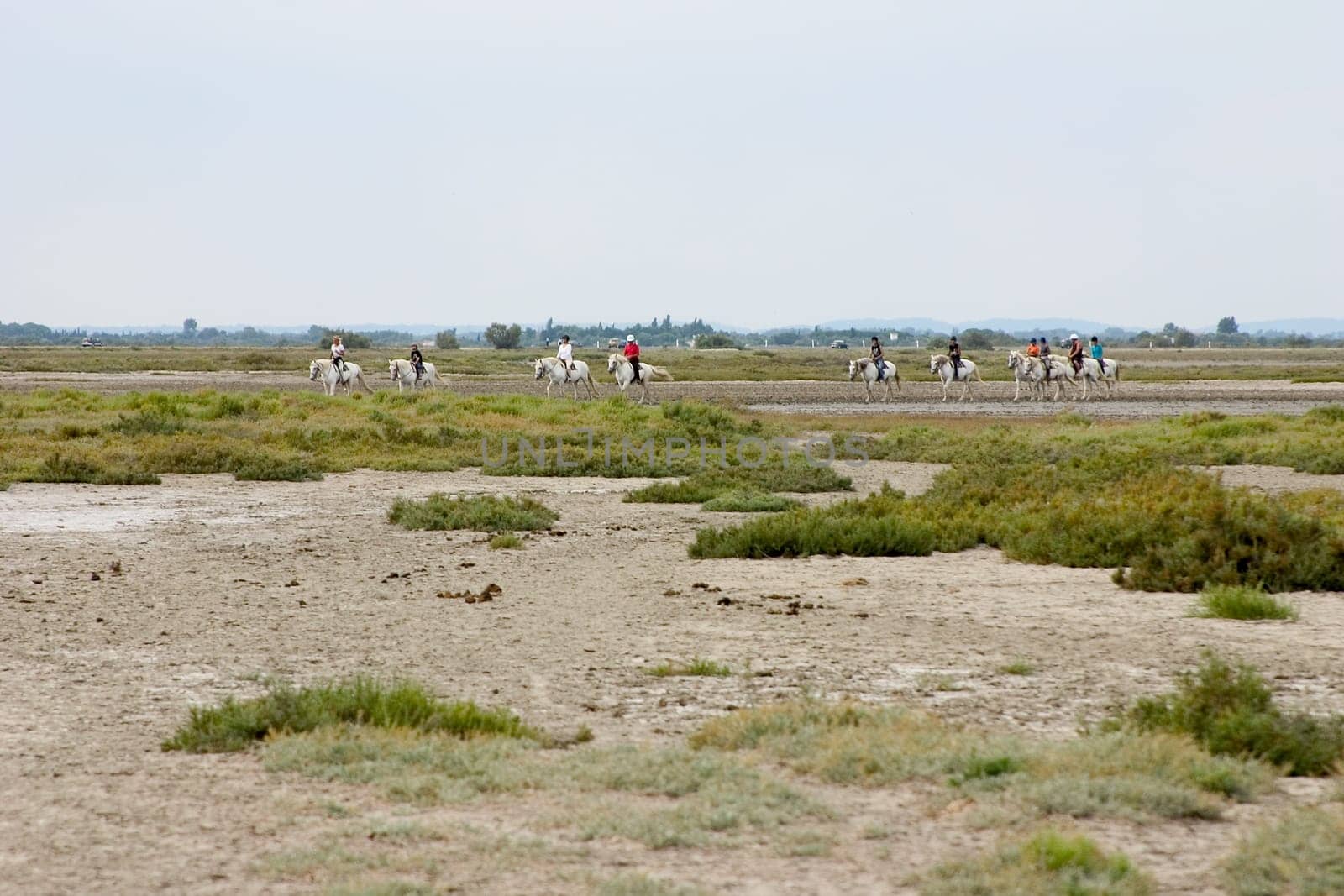 Camargue 03