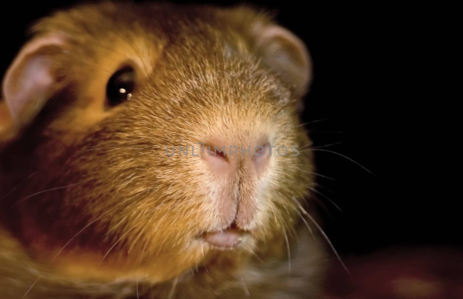 Our Meeridame Nuts