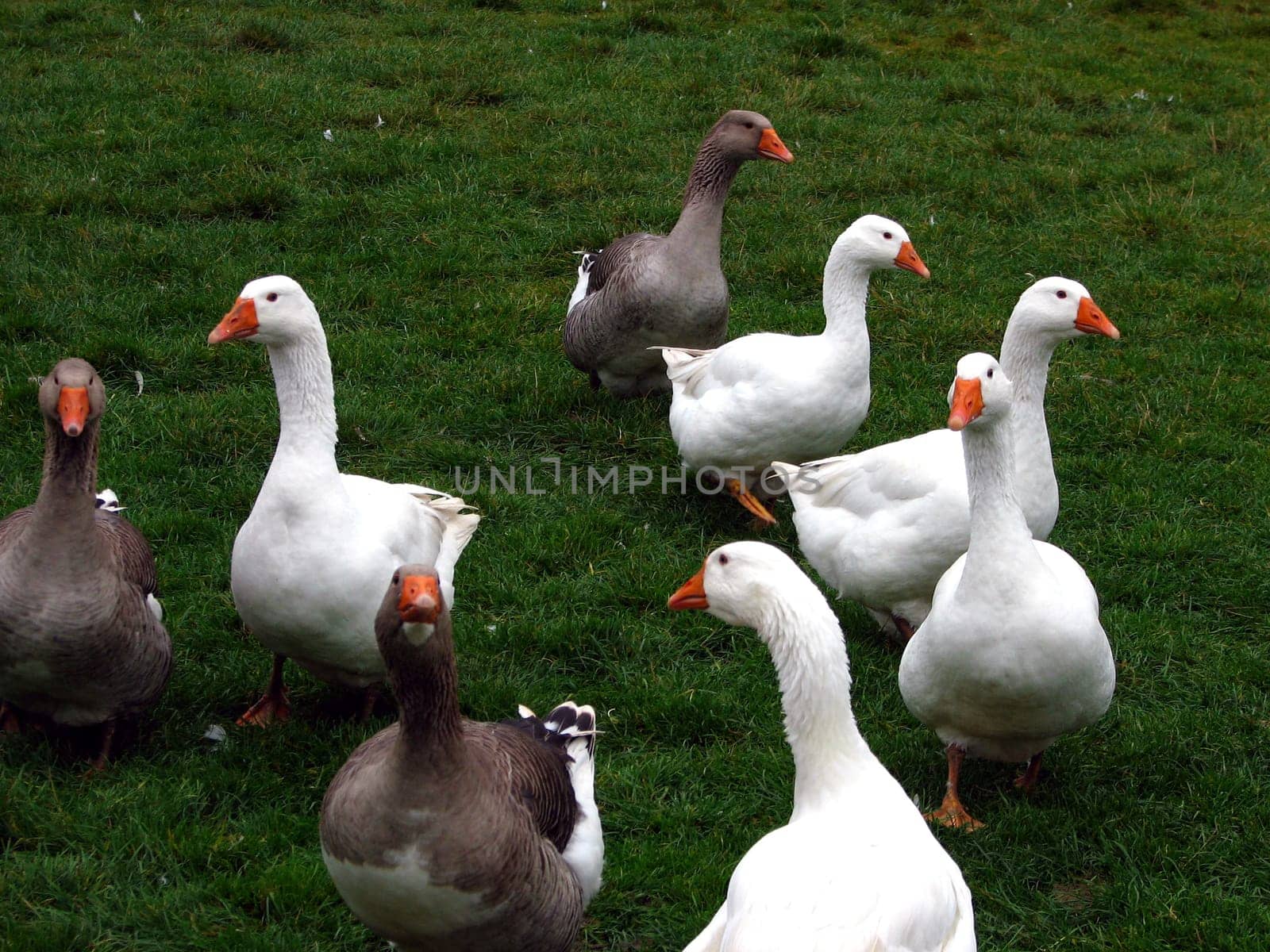 Geese in single file on the island of Årø/ Denmark _/)_/)_/) Cam: Canon Power Shot S2 _/)_/)_/)